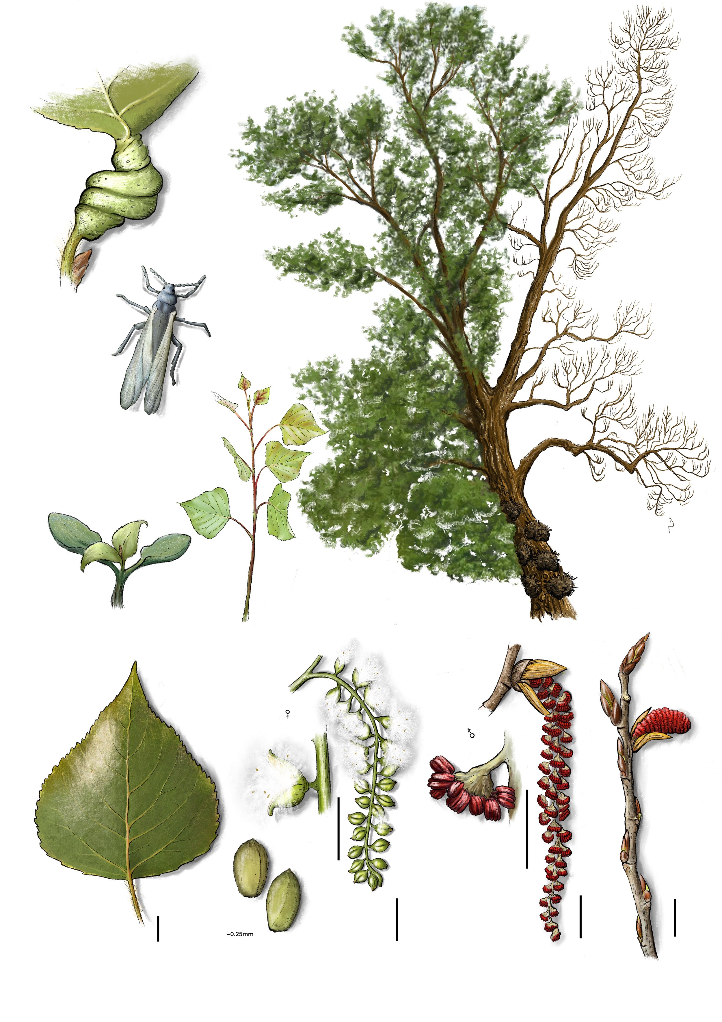 Black_Poplar_.jpg