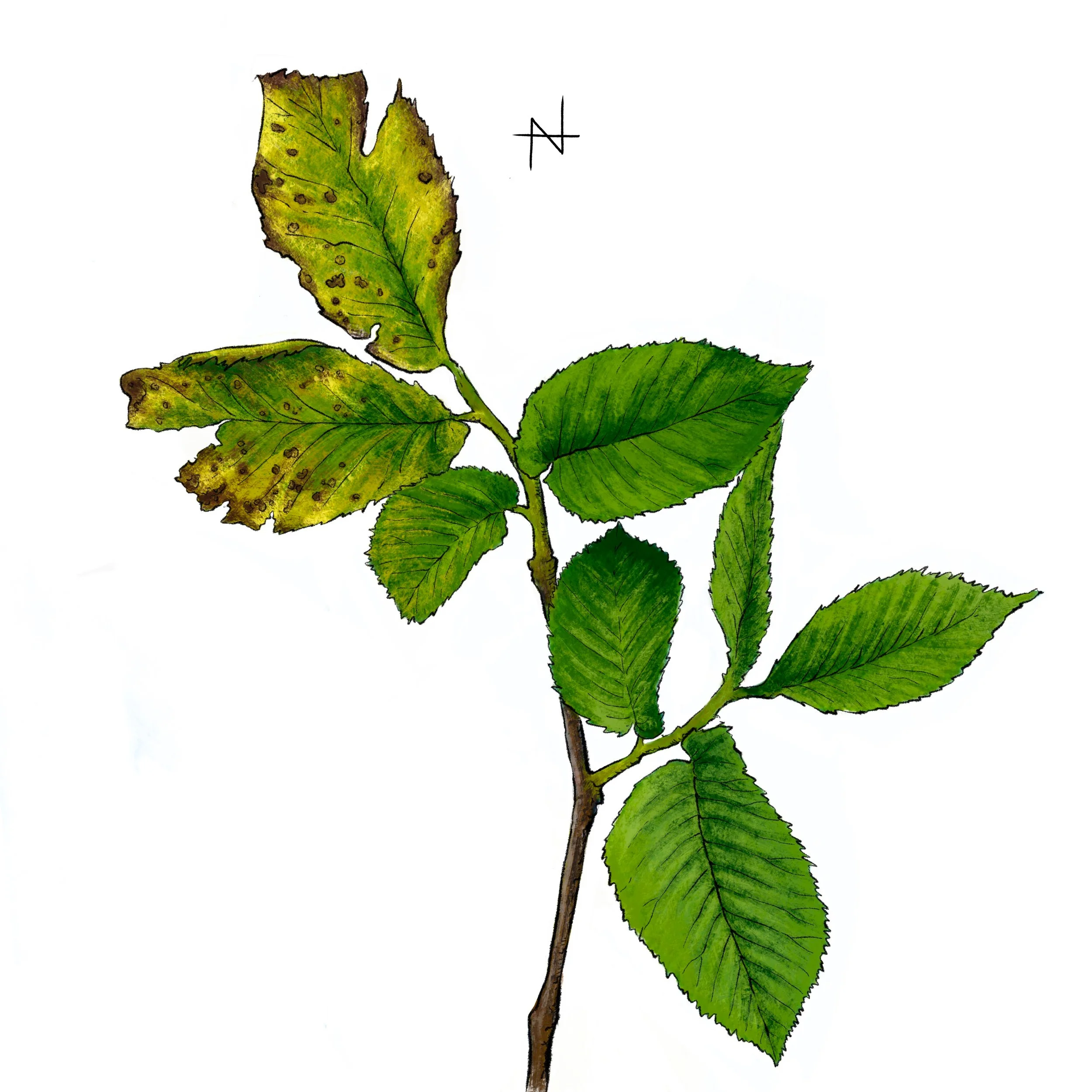 Elm Disese.jpg
