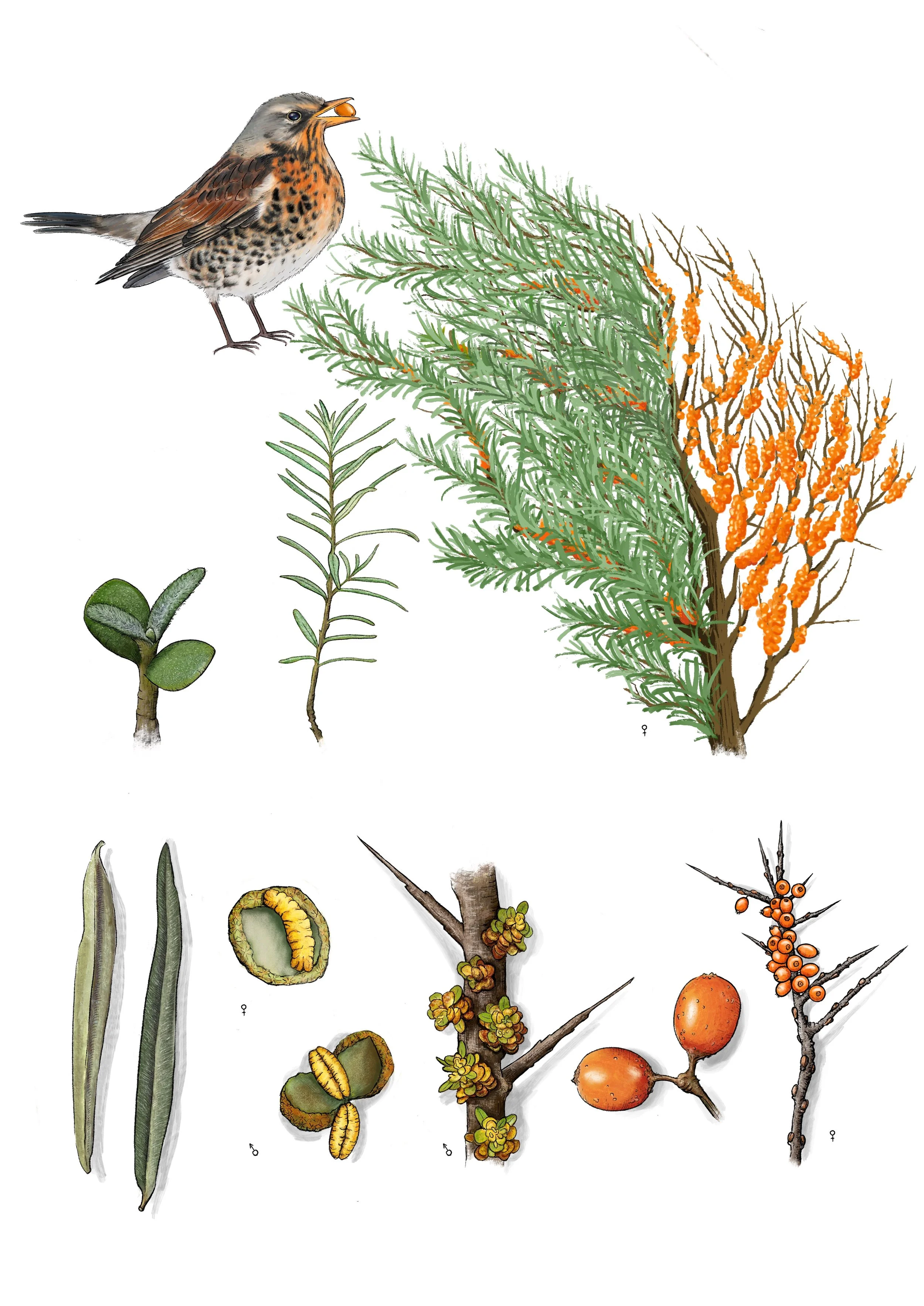 Sea_Buckthorn_ 2.jpg