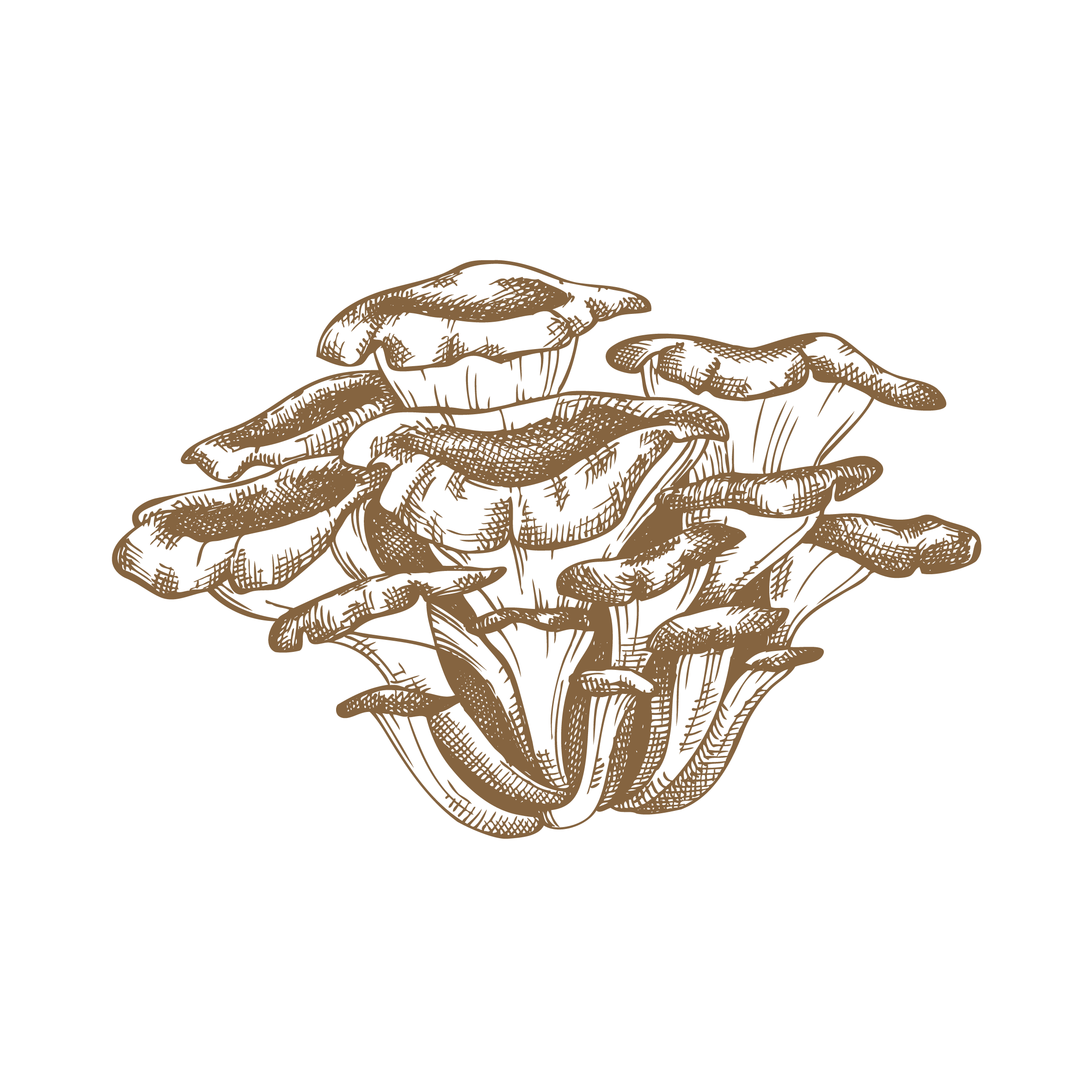 Mushroom Graphic - Reishi.png