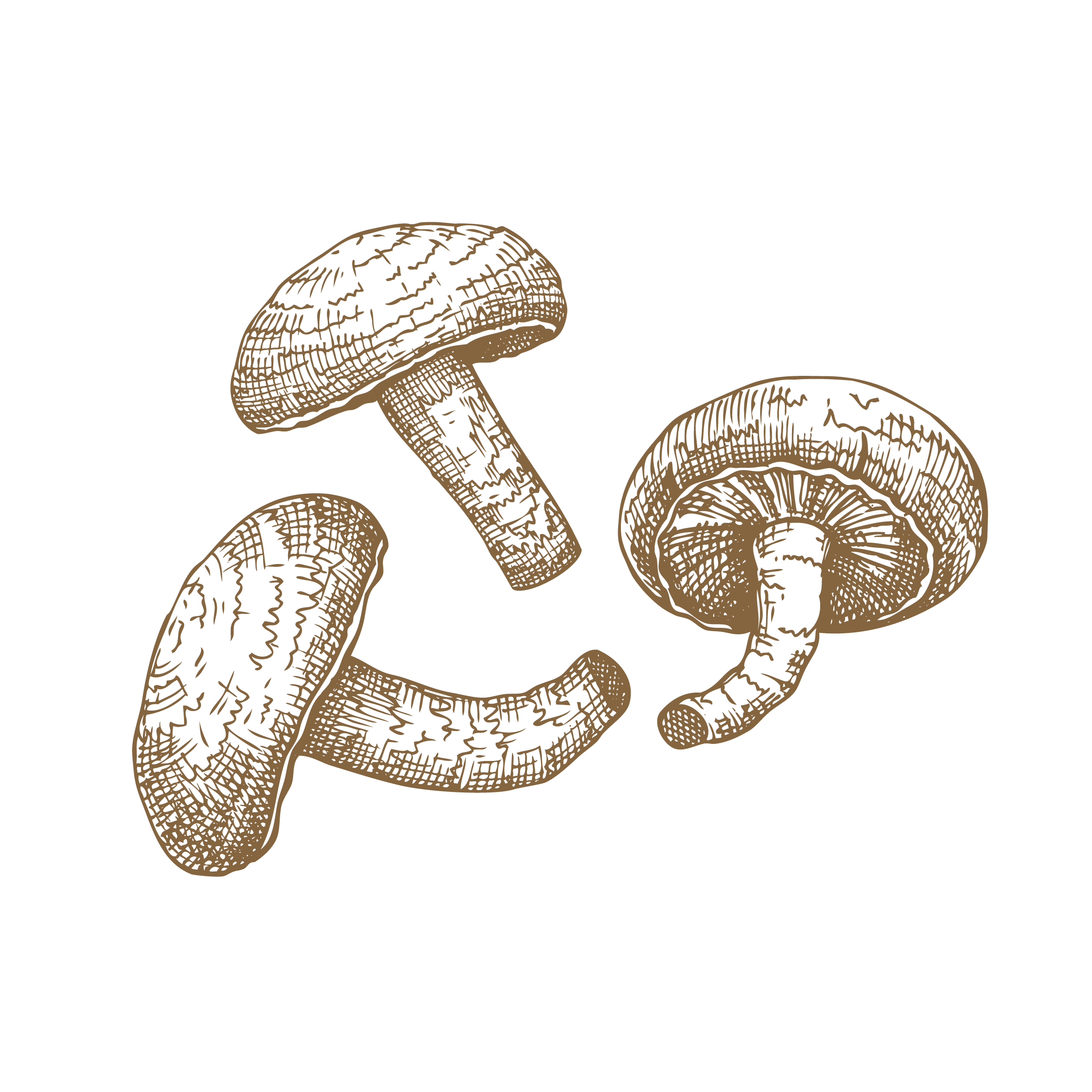 Mushroom Graphic - Shiitake.png