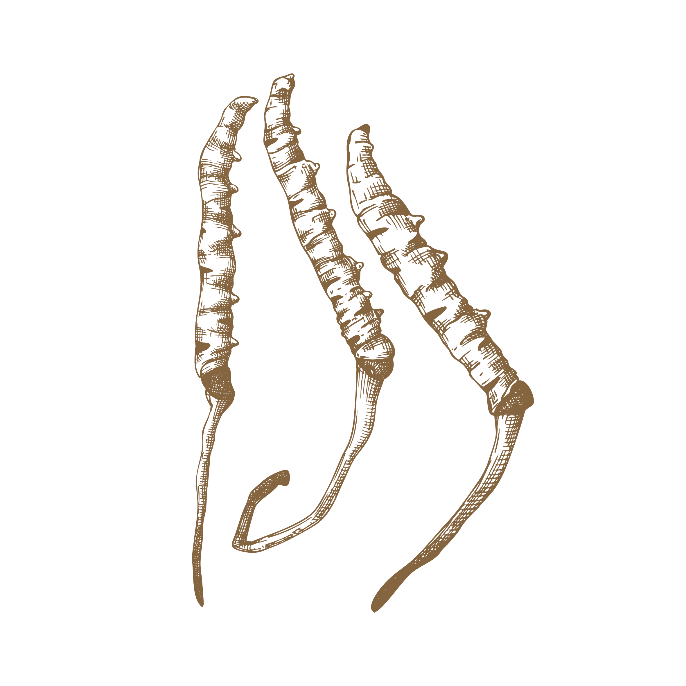 Mushroom Graphics - Cordyceps.png