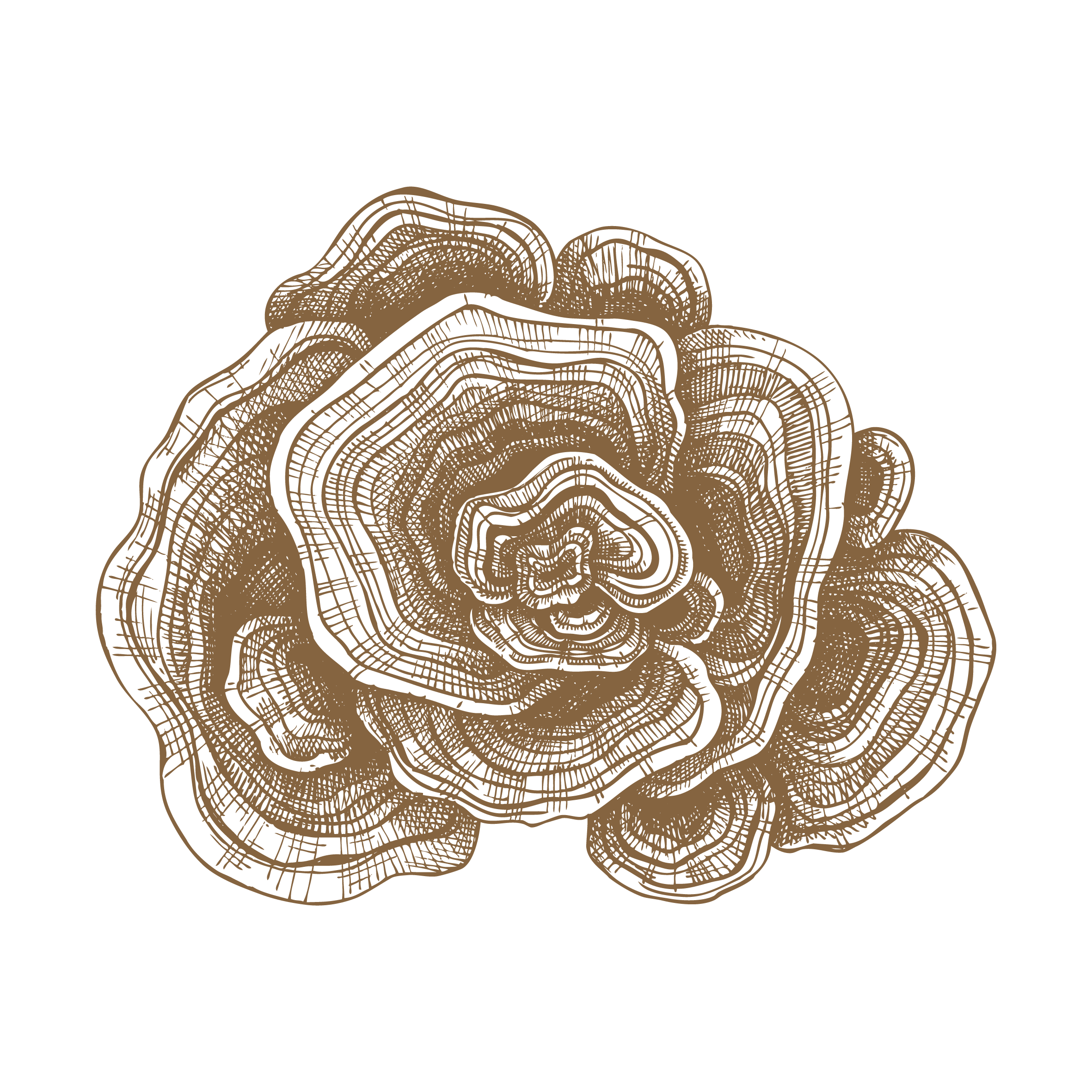 Mushroom Graphics - Turkey Tail.png
