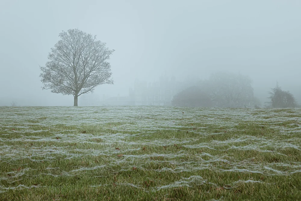 08 November 12-15-06.jpeg