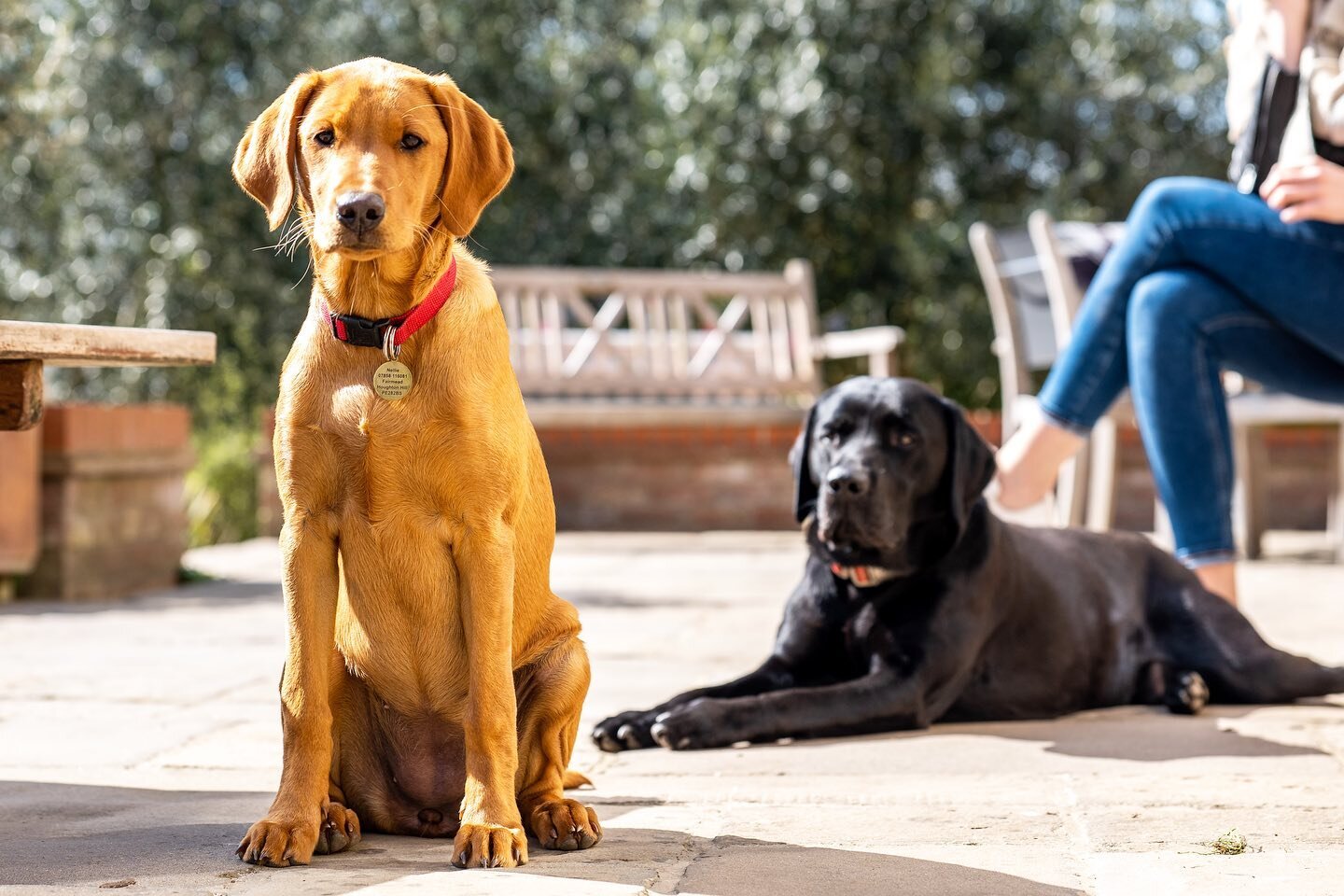 Nellie and Murphy are finally getting along. They&rsquo;ve bonded over their shared interest in sandwiches and tearing up the garden. The question on everyone&rsquo;s mind now is&hellip; &ldquo;brother, or lover&rdquo; 🐶 ❤️ 🐶