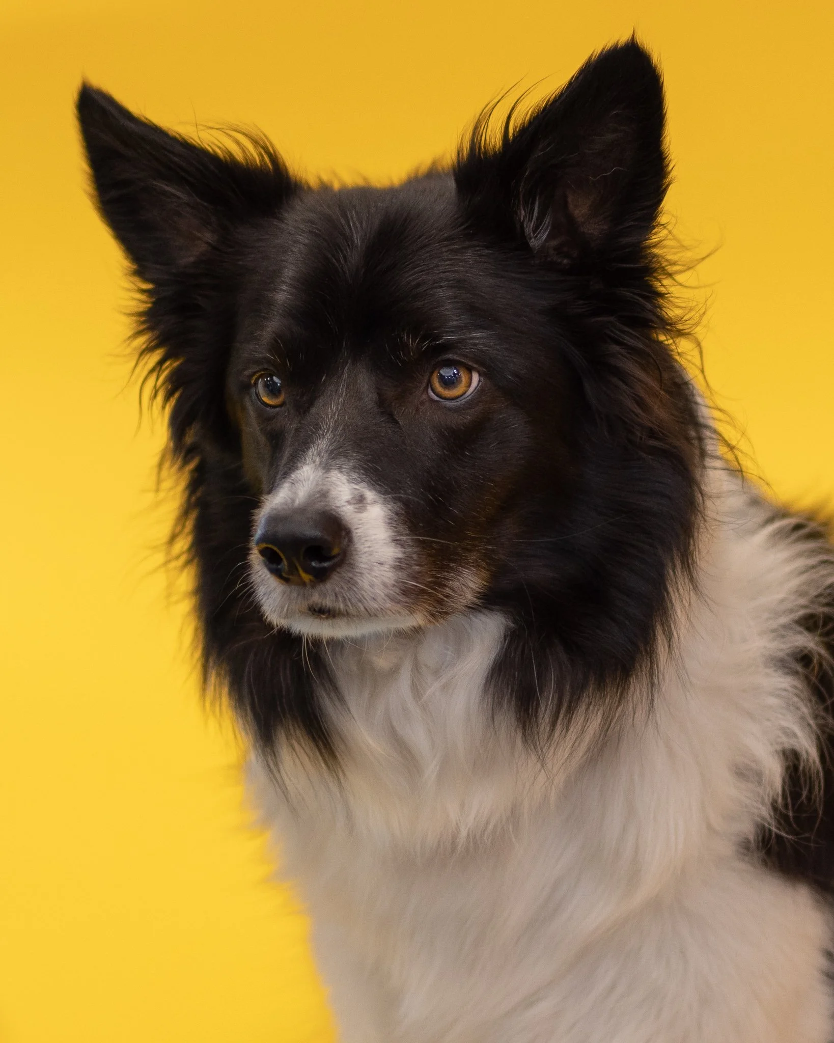 pet photography Stourbridge