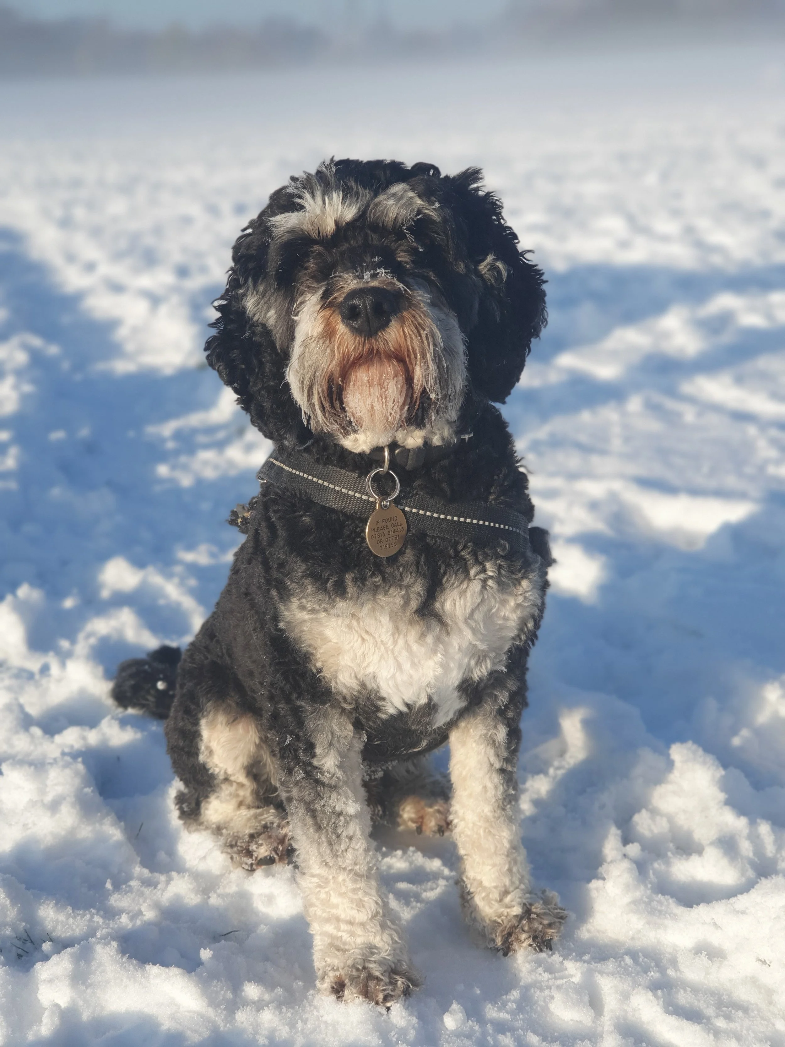 Happy Cavapoo on a winter dog walk in Hackney, enjoying an off-leash adventure with a professional dog walker.