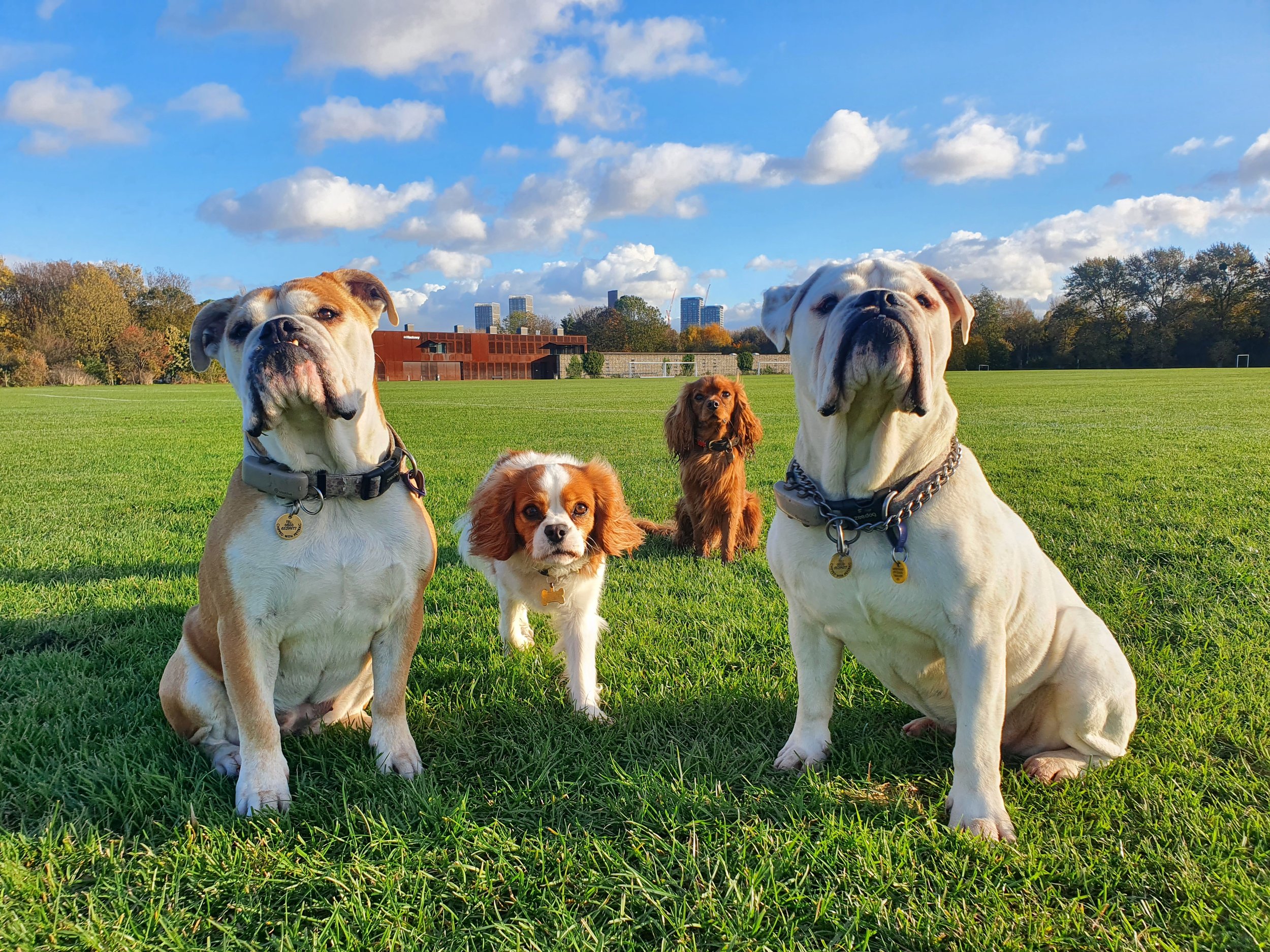 A cheerful group of dogs including Bulldogs and Spaniels posing on a grassy field in Islington N1.jpg