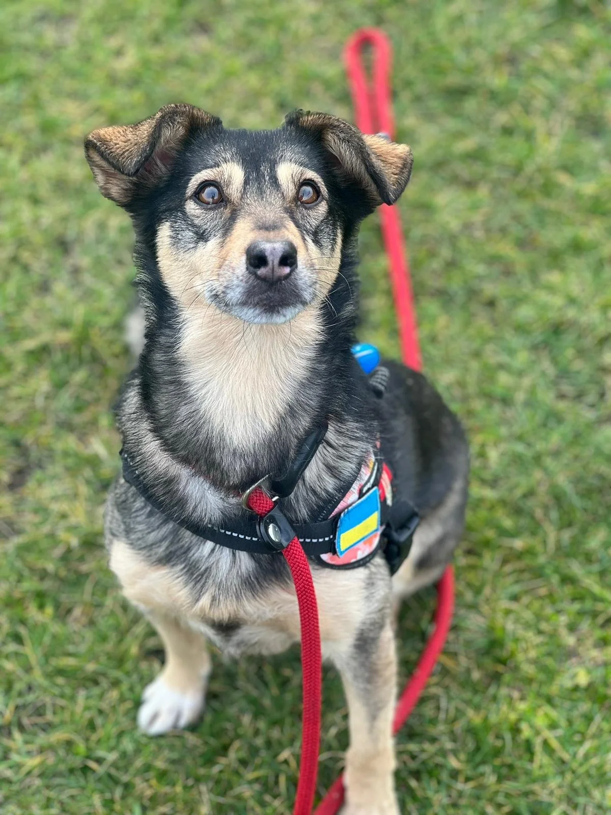 Rescue dog enjoying a safe and fun dog walking service in Hackney, socializing and building confidence with a reliable dog walker.