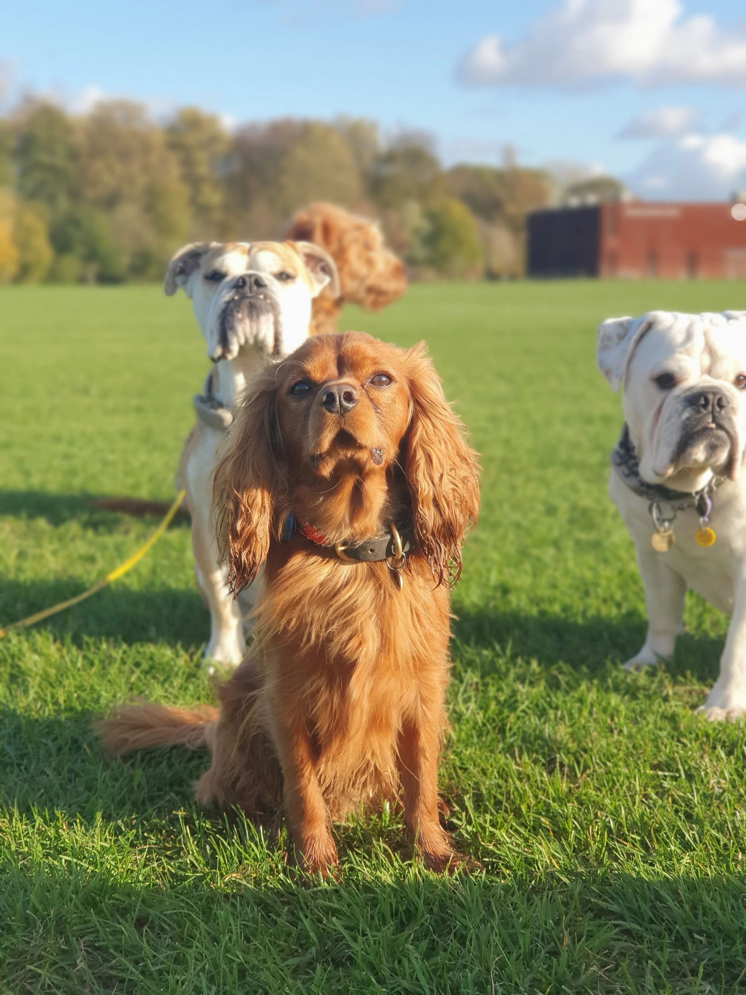 Cavalier King Charles Spaniel on a group walk in Islington with local dog walkers, socializing on Hackney Marshes
