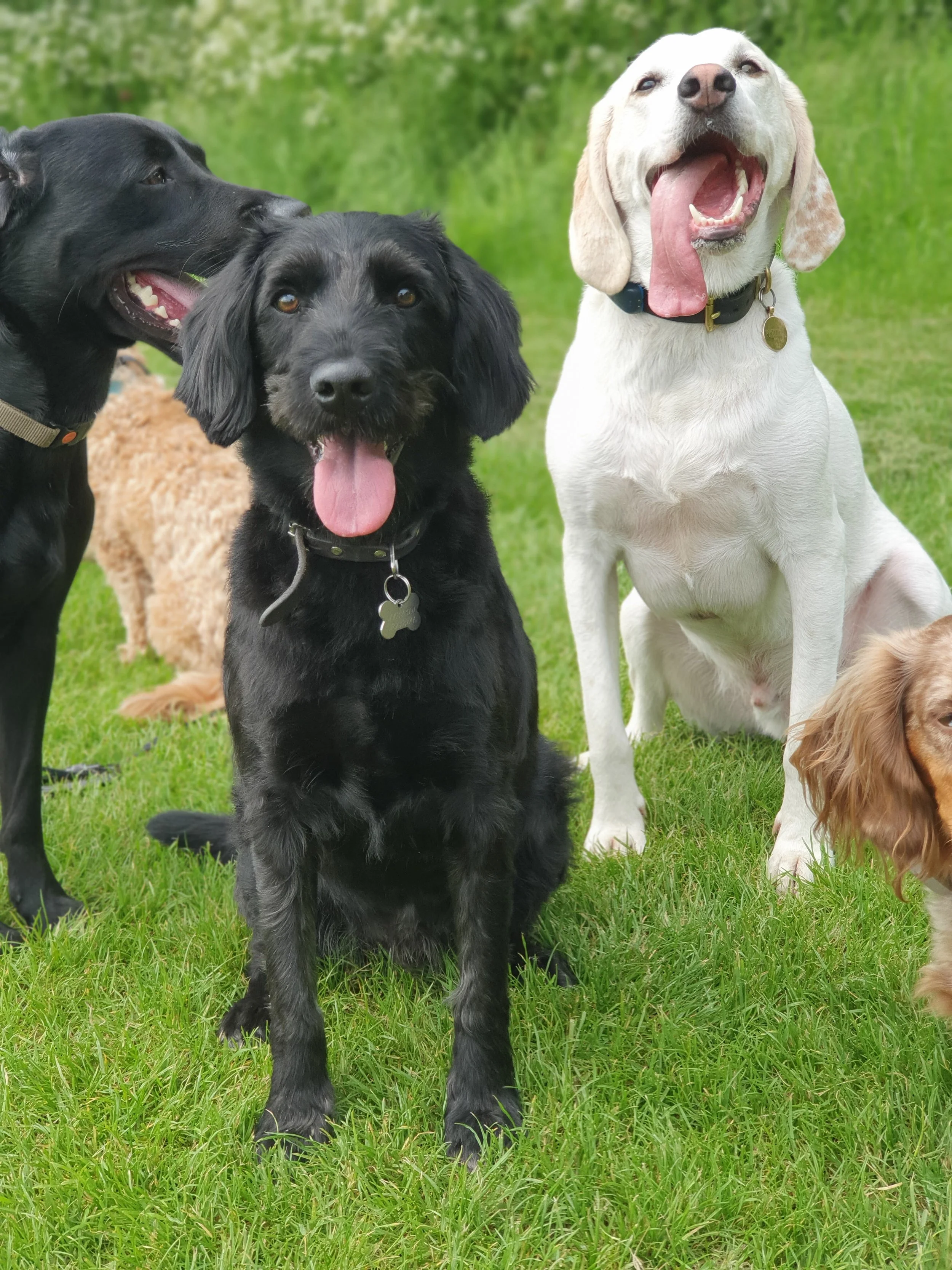 Friendly dogs posing during a professional dog walking service in Stamford Hill N16.jpg
