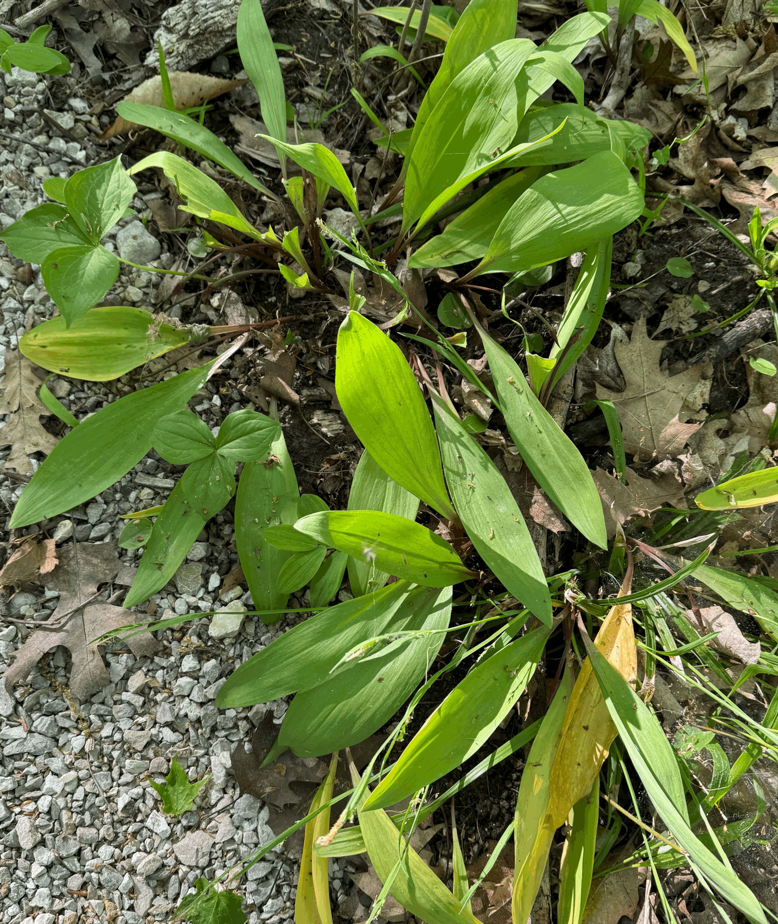 Are you foraging for more of something?
