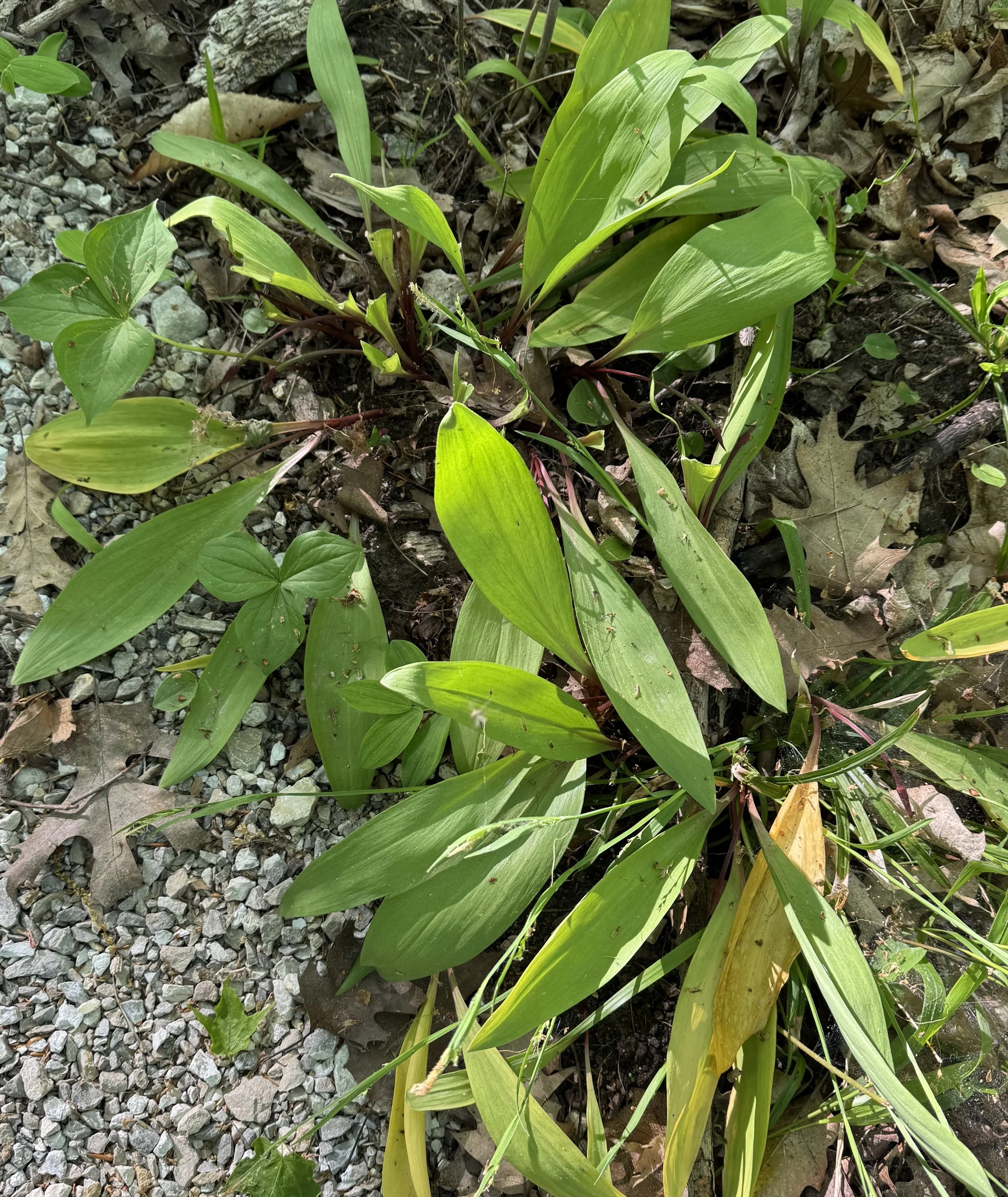 Foraging ramps in my yard