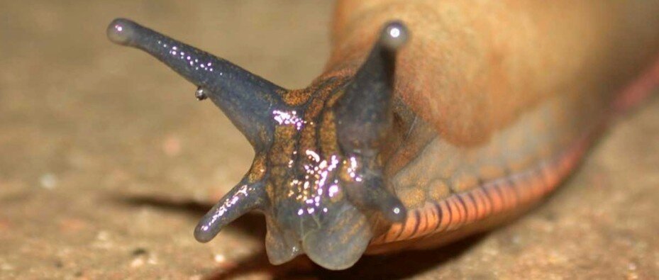 Matt Harvey - Slug Poem - performed 19th July 2014 at Community Share Launch for Land at Week