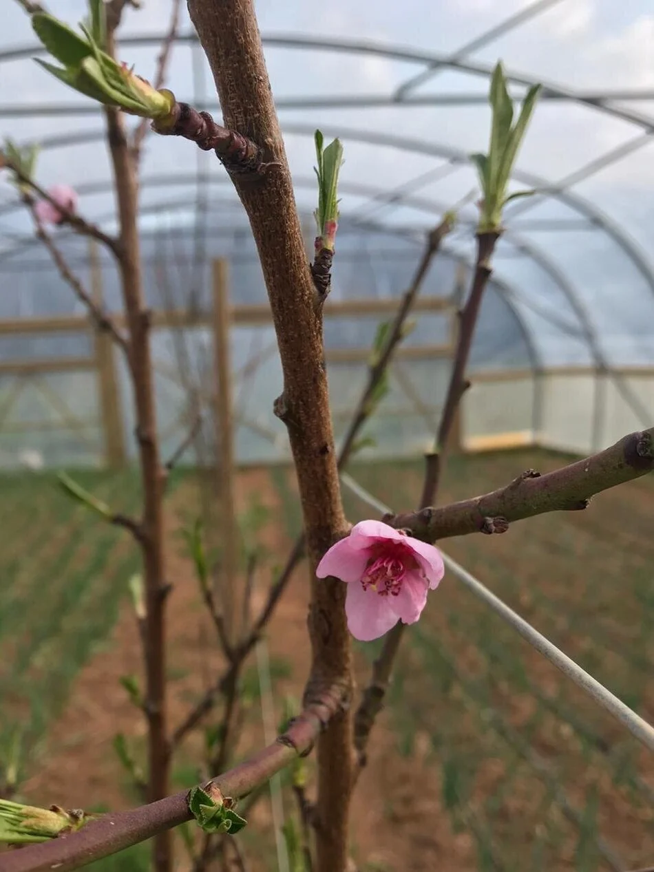 Huxhams Cross Farm in Spring 2021