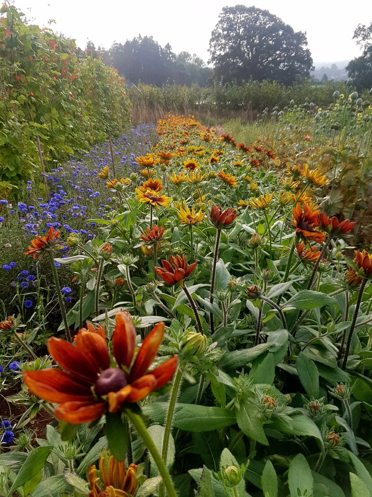 Designing Regenerative Food Systems - And why we need them now'.