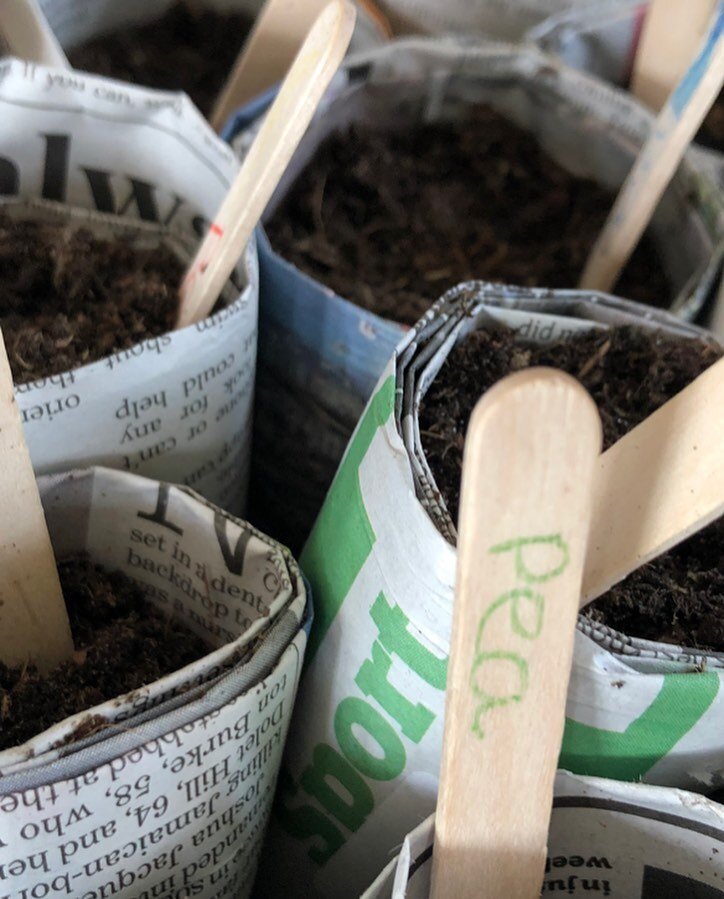 We had a lovely visit with the students from the reception class at St Johns School Totnes today. We learnt where our food came from and ate a lot of radishes, spinach and carrots! We then sowed some peas in paper pots! Great day had by all #schoolfa