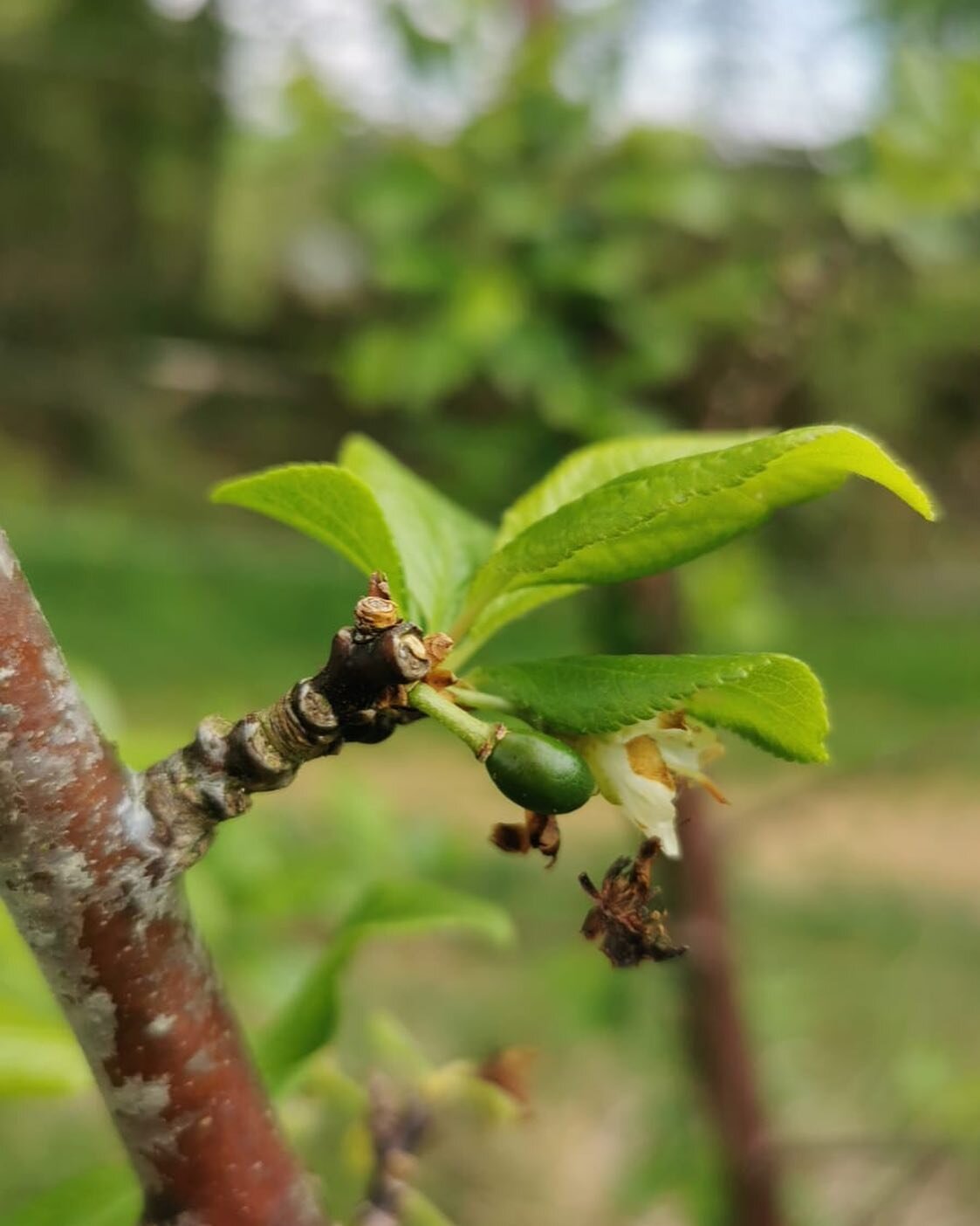 A plum!! The fruit is coming thanks to our fruit and flower grower Maisie for making the farm team smile with the promise of tasty tasty fruit! #fruitfarmer #regenerativeagriculture #regenag #permaculturefarm #biodynamicfruit #biodynamicfarming