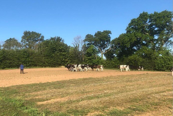 We had a few visitors to the farm this morning. Almost ate our onions but luckily @apricotmarina and @oconnell65 with the help of the livestock farmer managed to safely get them to the field they belong. #cowsofinstagram #cowsinfields