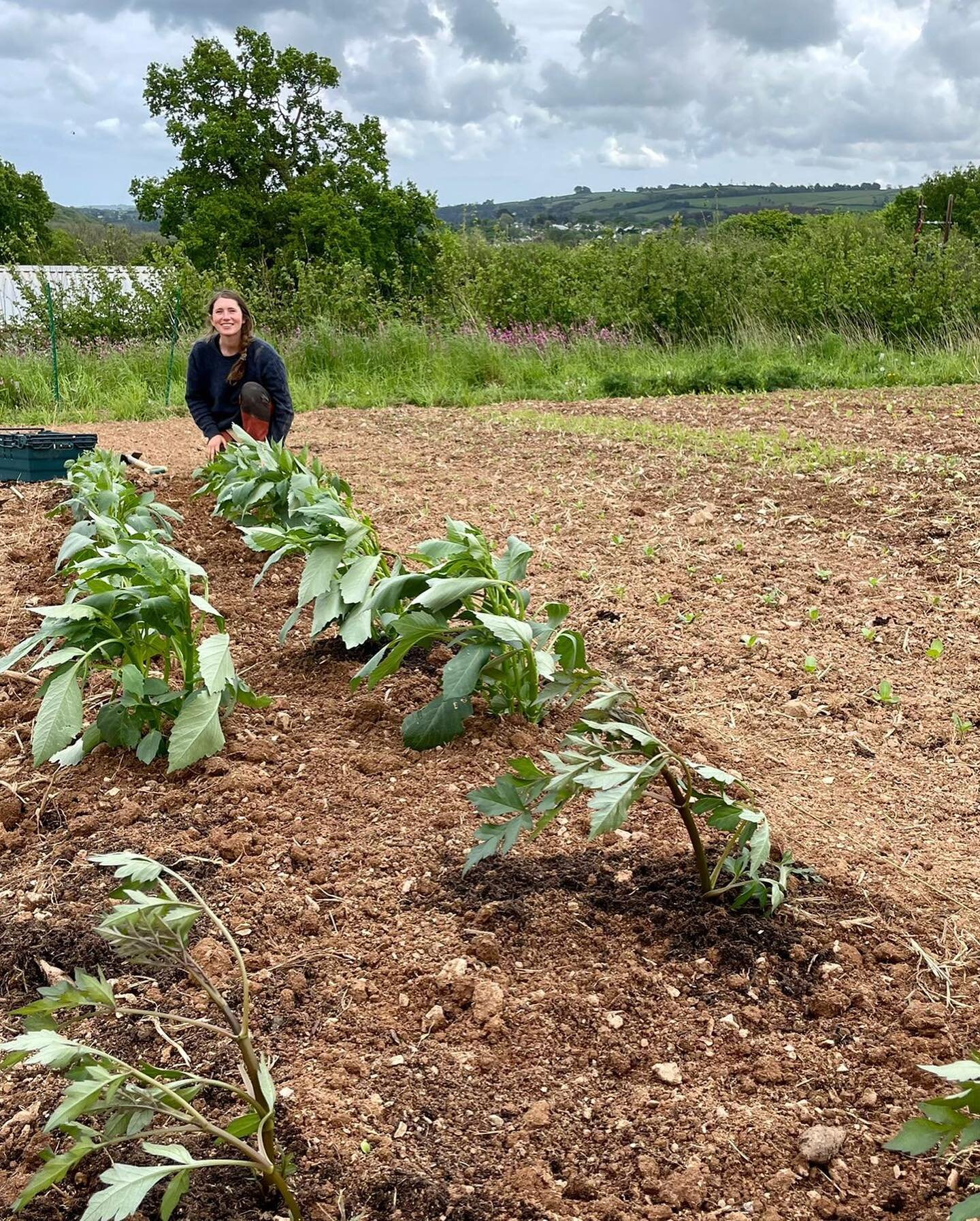 Five from the farm&hellip; what with all the exciting events that have been happening, we haven&rsquo;t shown you what&rsquo;s happening in the farm recently so here are five photos from the last week at the farm. Maisie is here having planted some o