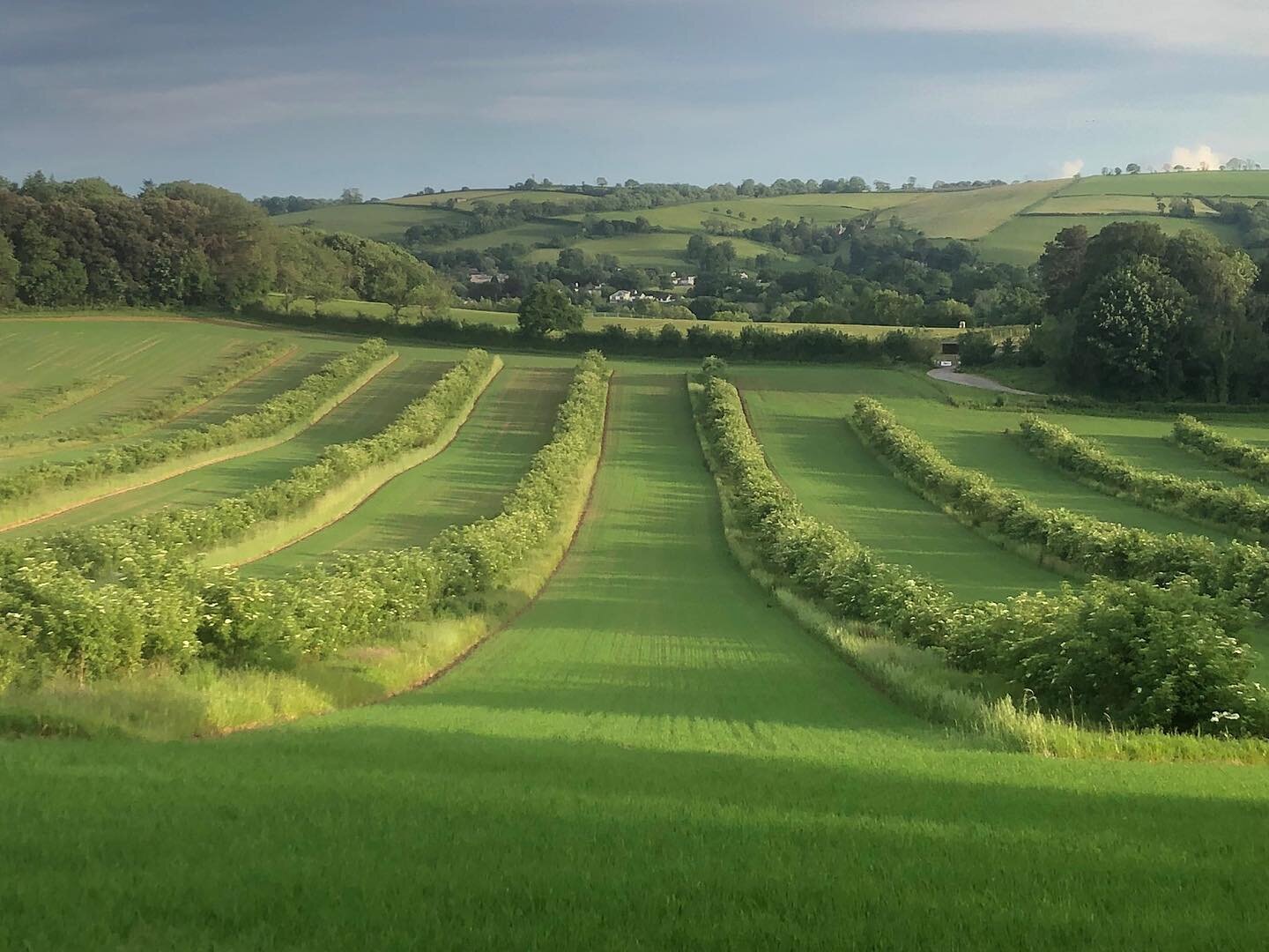 Our amazing agroforestry fields at Broadlears look lovely in the May sunshine. 

A collaboration of farmers and food producers in the area. One of the  partners @luscombedrinks,  picked their first harvest of elderflower today and what abundance ther