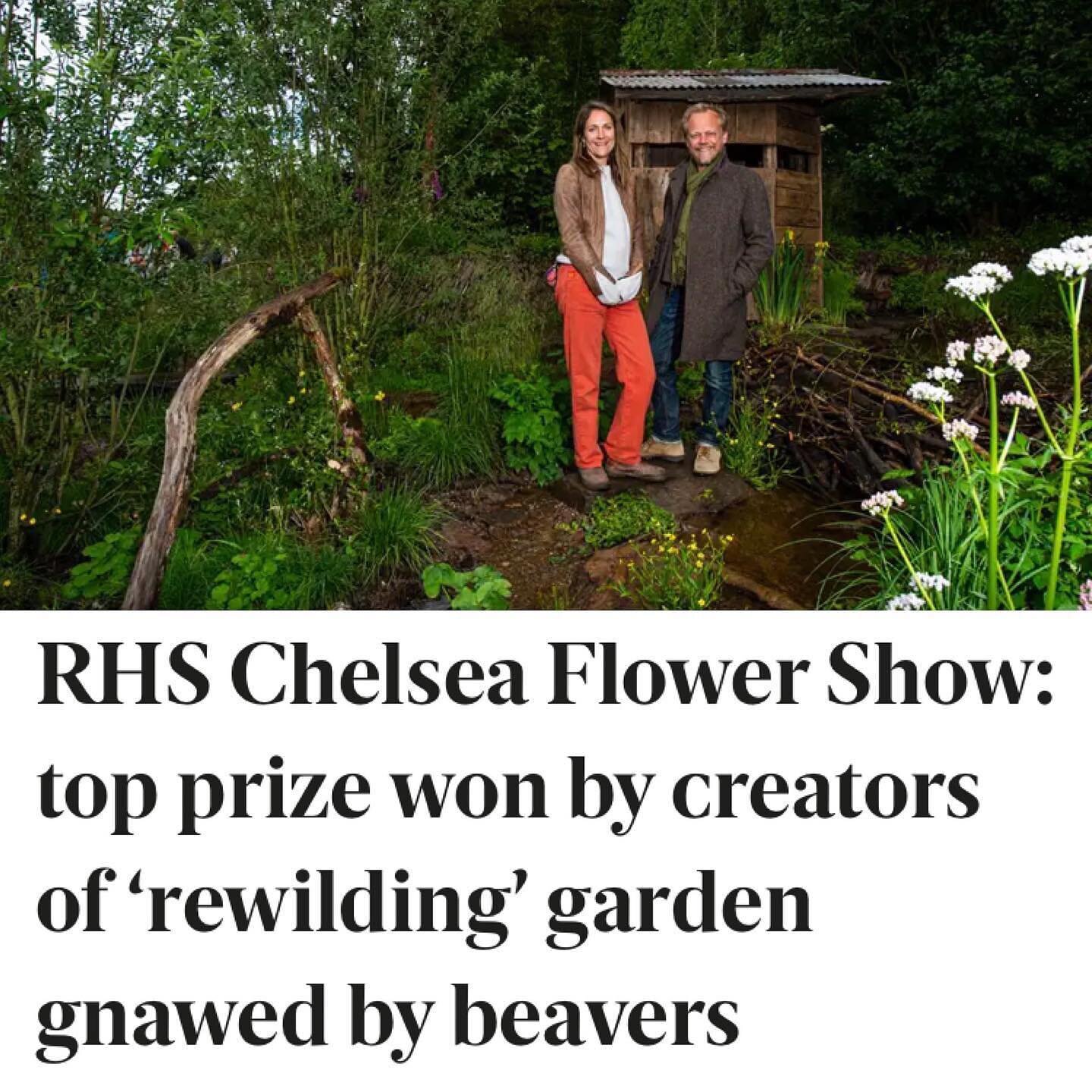 Amazing!!! We love beavers after spending the day with @beavertrust  Congratulations @urquhart_hunt @lalandscapes 👏🏆🙌What a spectacular way to showcase how AMAZING  #beavers and #rewilding  are for restoring #nature 🦫🌼🌿

&ldquo;Gardeners love n