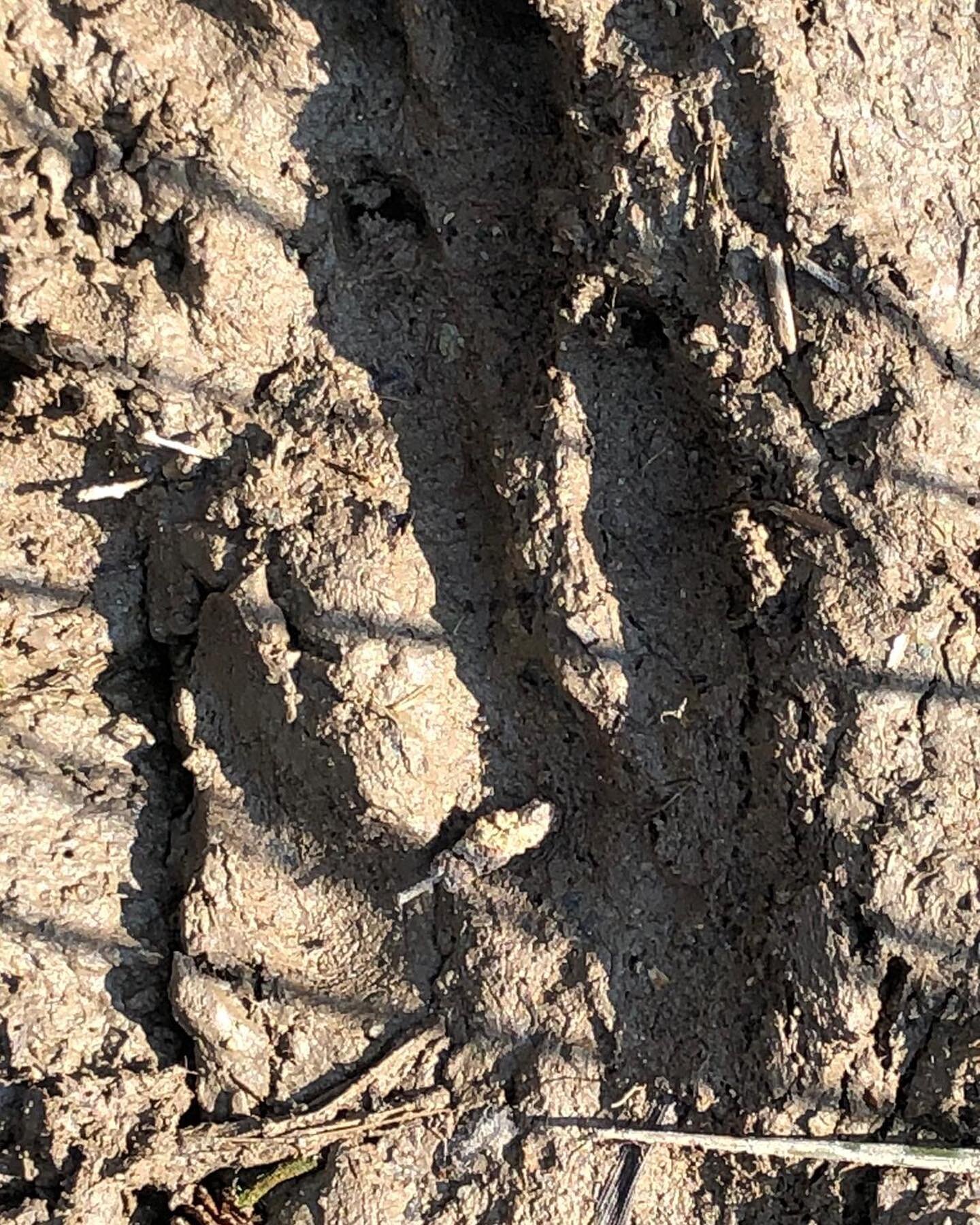 Do you know what this track is? No nor did when we saw it on one of our trips&hellip;. It&rsquo;s a beaver track! How cool is that!  This then lead us to think we would like to see what orhwr animals we might find signs of at our farm&hellip;.. so we