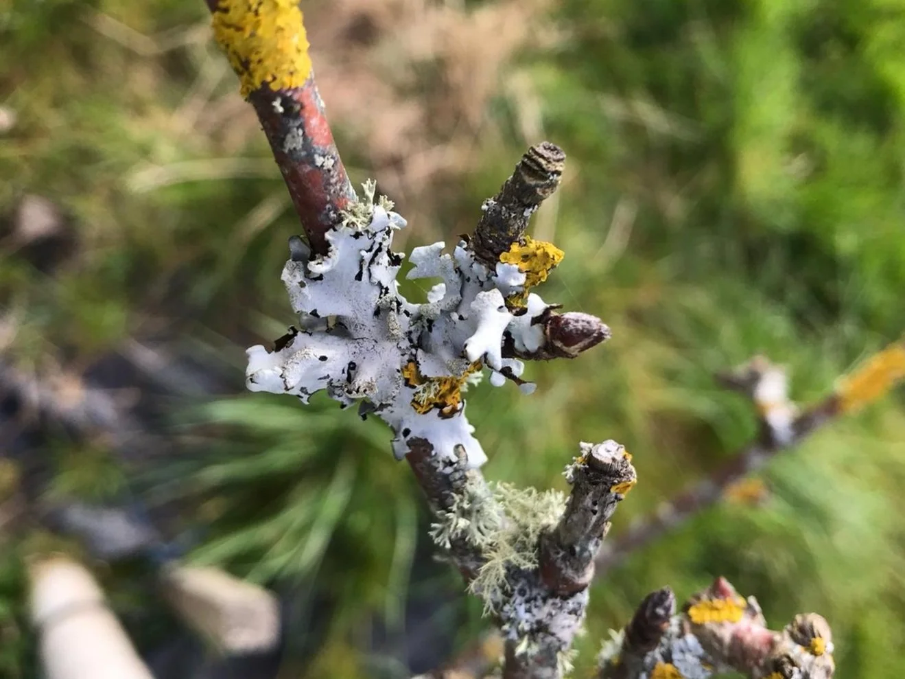A Wicked Leeks film: Seeing the woods for the trees