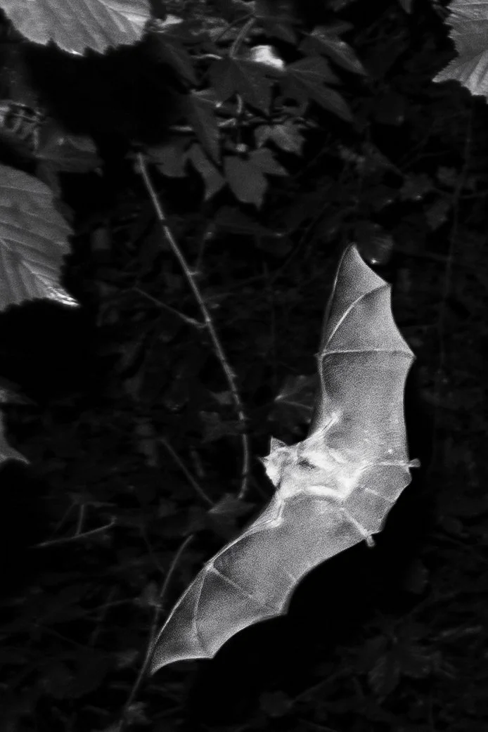 A Dartington community Bioblitz hosted by the Apricot Centre - 13th May