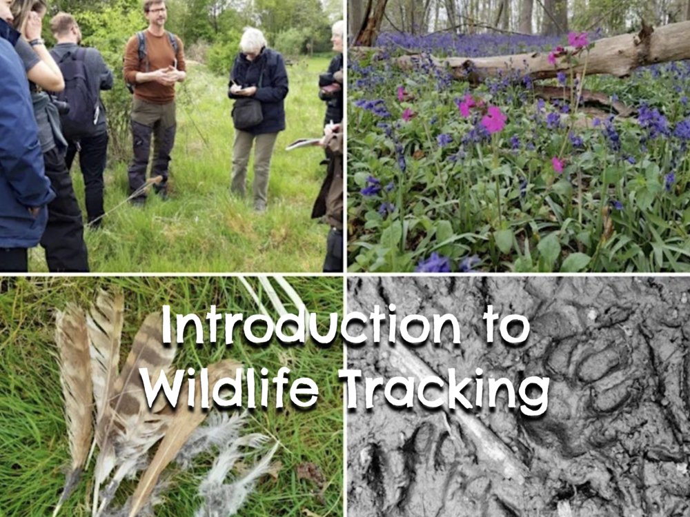 Wildlife Tracking