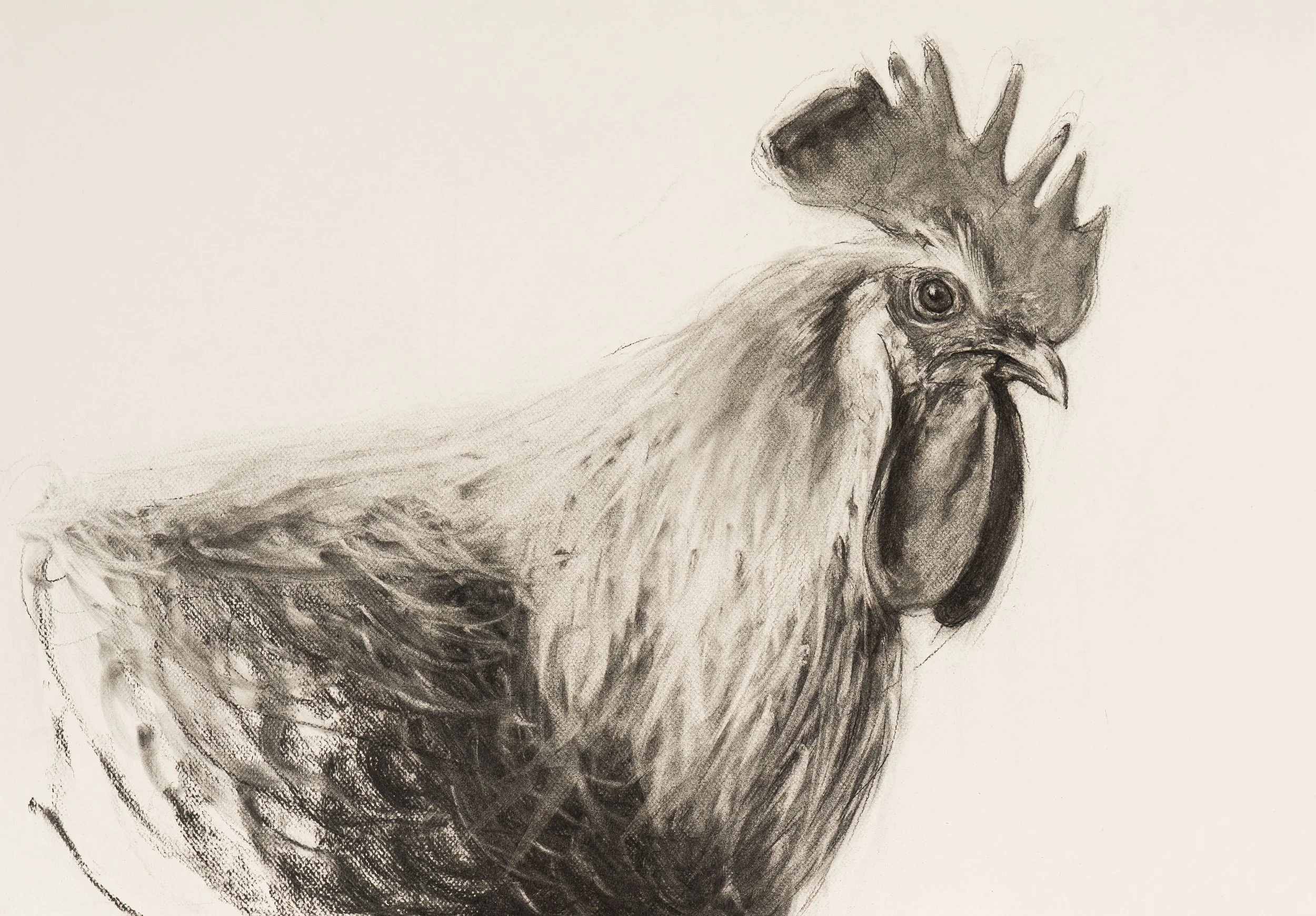 Cockerel, 58 x 78cm.jpg