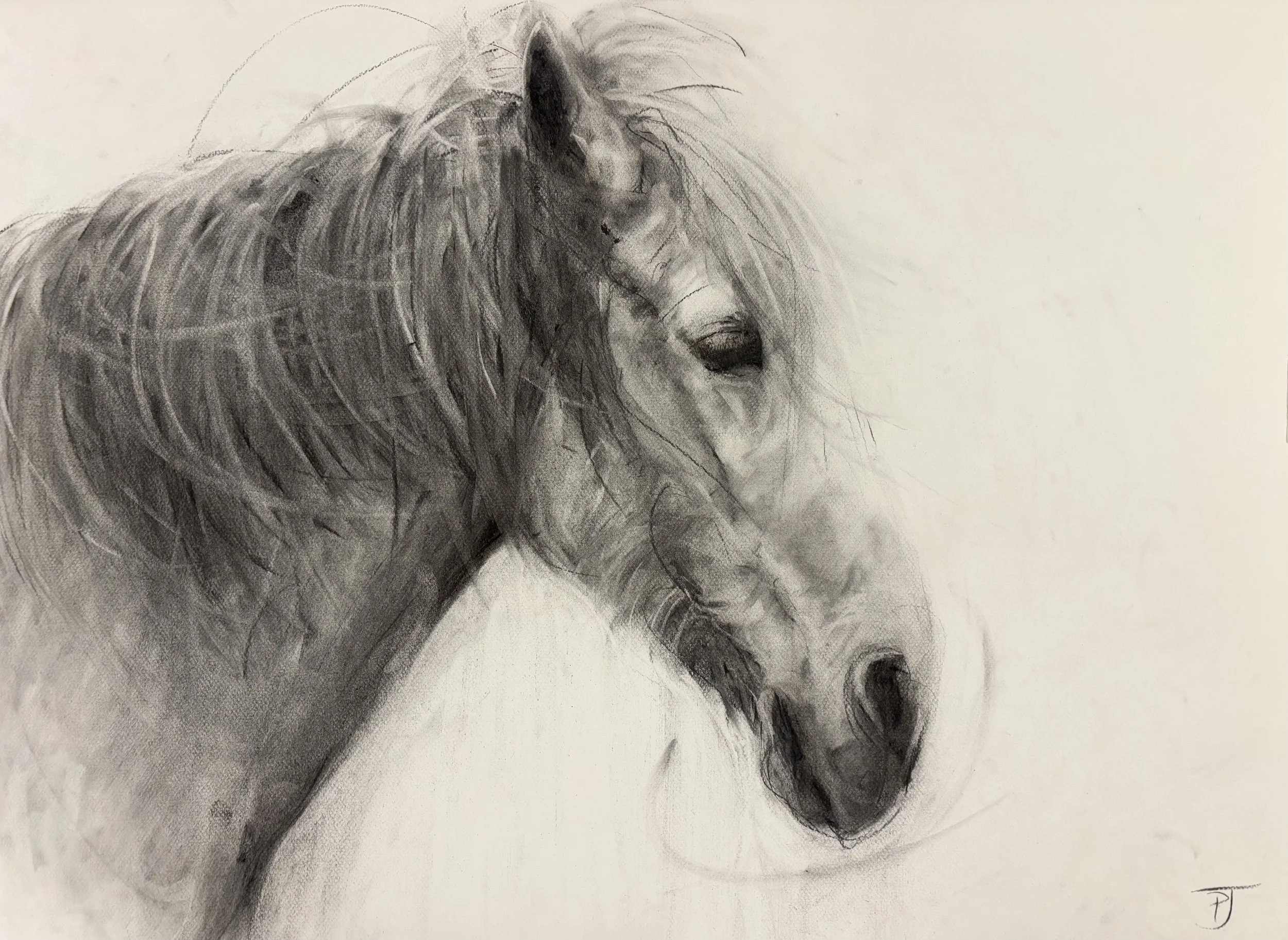 Wild Pony, 58 x 78cm.jpg