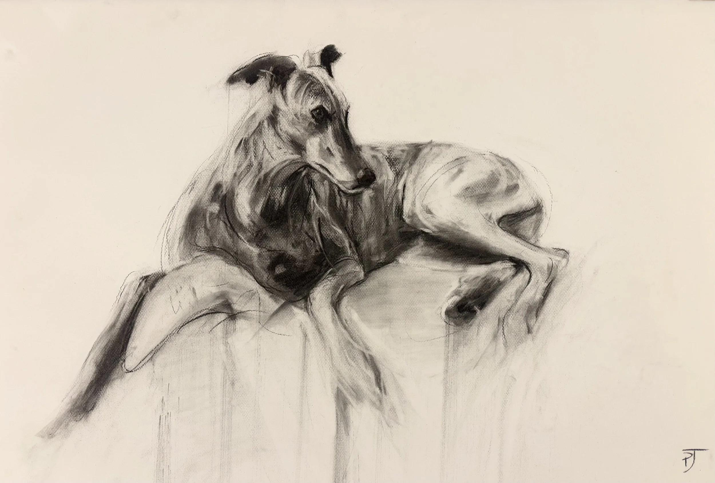 Greyhound Study, 55 x 78cm.jpg