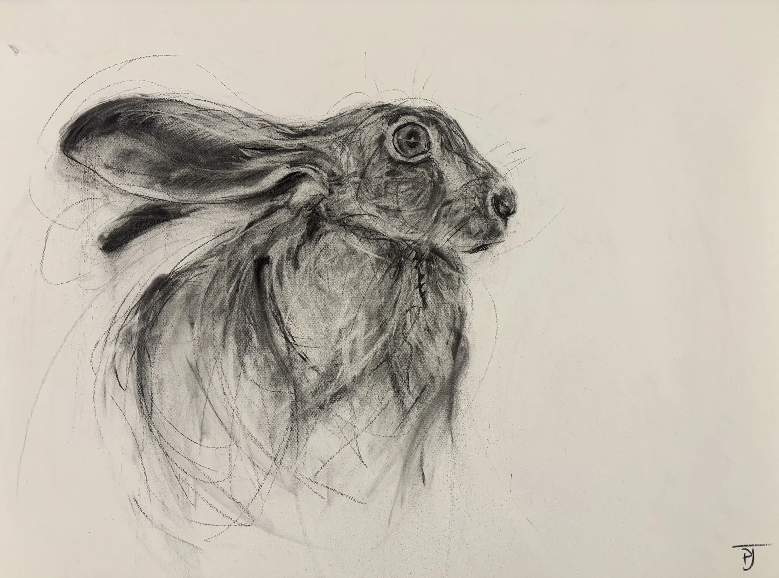 Hare Study, 58 x 78cm.jpg