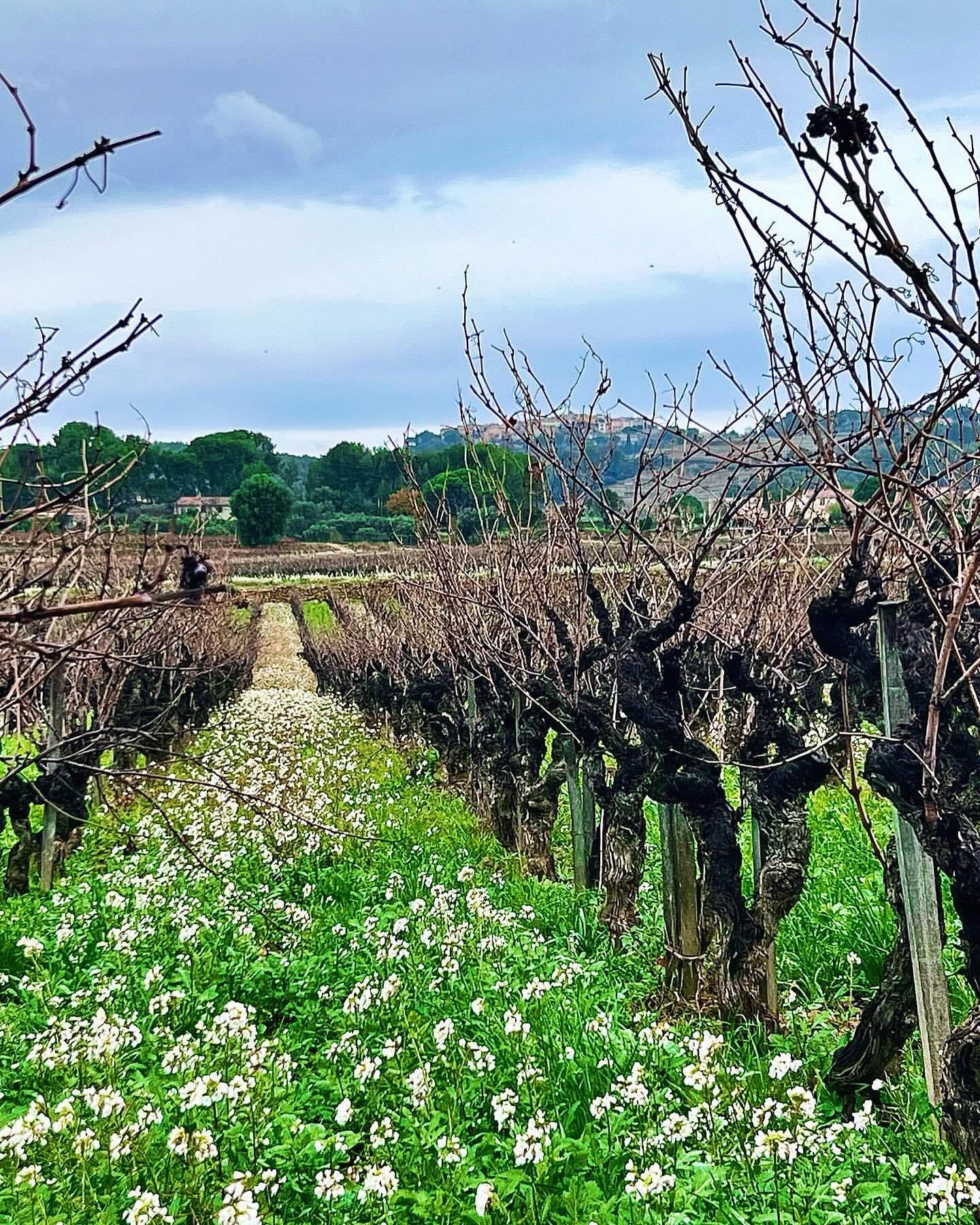 If only I could walk through the vineyards of @domaine_tempier and dream awhile. What a beautiful site!
.
If you&rsquo;re in the Chicagoland area, ask your local wine cellar to connect with the incredible team over at @maverickbevillinois to source s