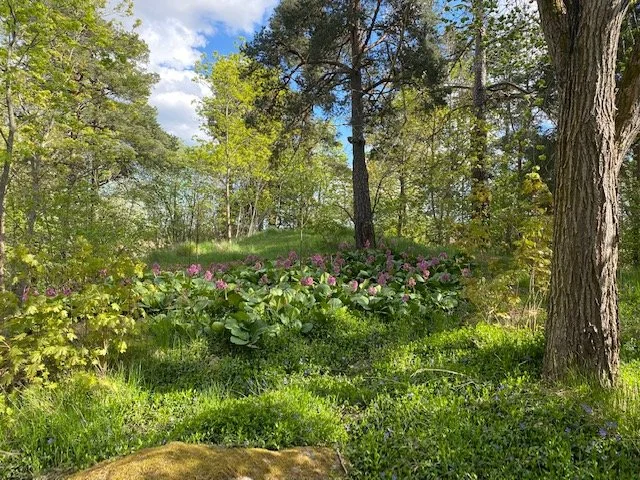 Trädgårds och Yogadag