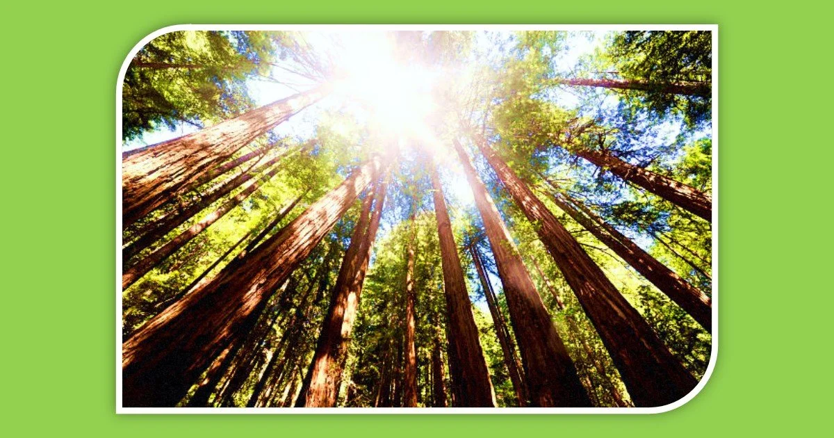 Praise the Lord Forever and Ever! - Psalm 145