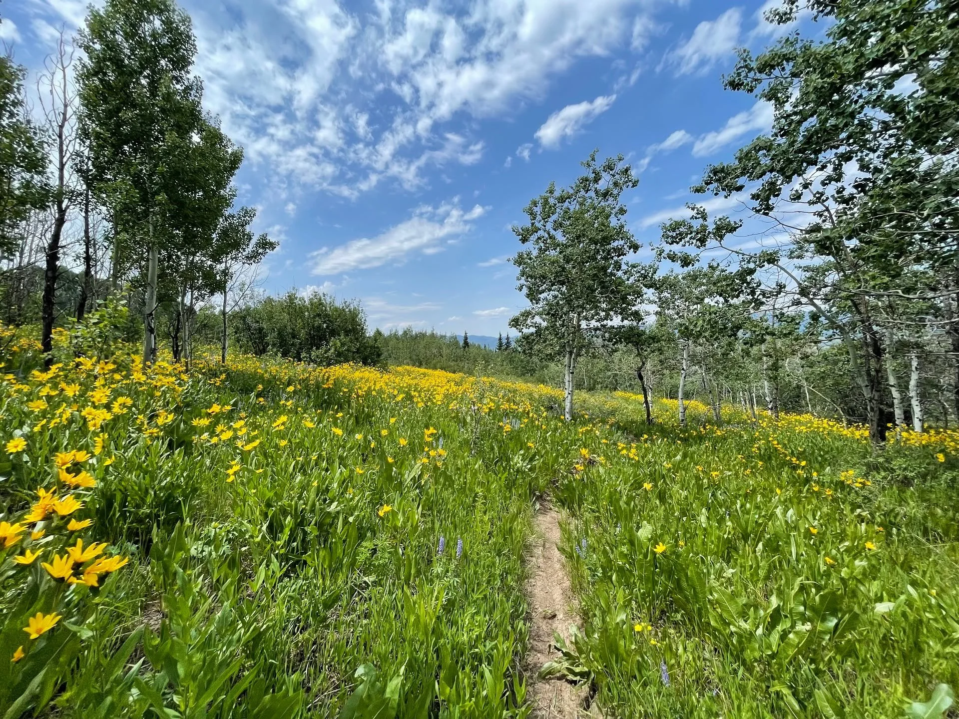 Enjoy one of the several mountain meadow views from the future BLM Trails site in Victor, ID. 

Mountain Bike the Tetons will submit a grant application for the @idparksandrec MTB Program Fund for $20,000 to support the construction of this new BLM T