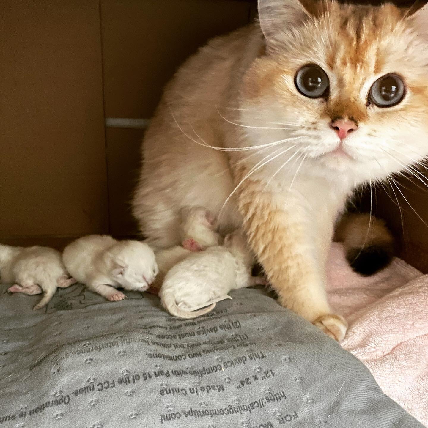We came about cat breeding in a most unusual way after years of volunteering, fostering and adopting shelter cats. While it produced a feeling of unbelievable love from our adoptive families that was a gift I couldn&rsquo;t have foreseen, I do not re