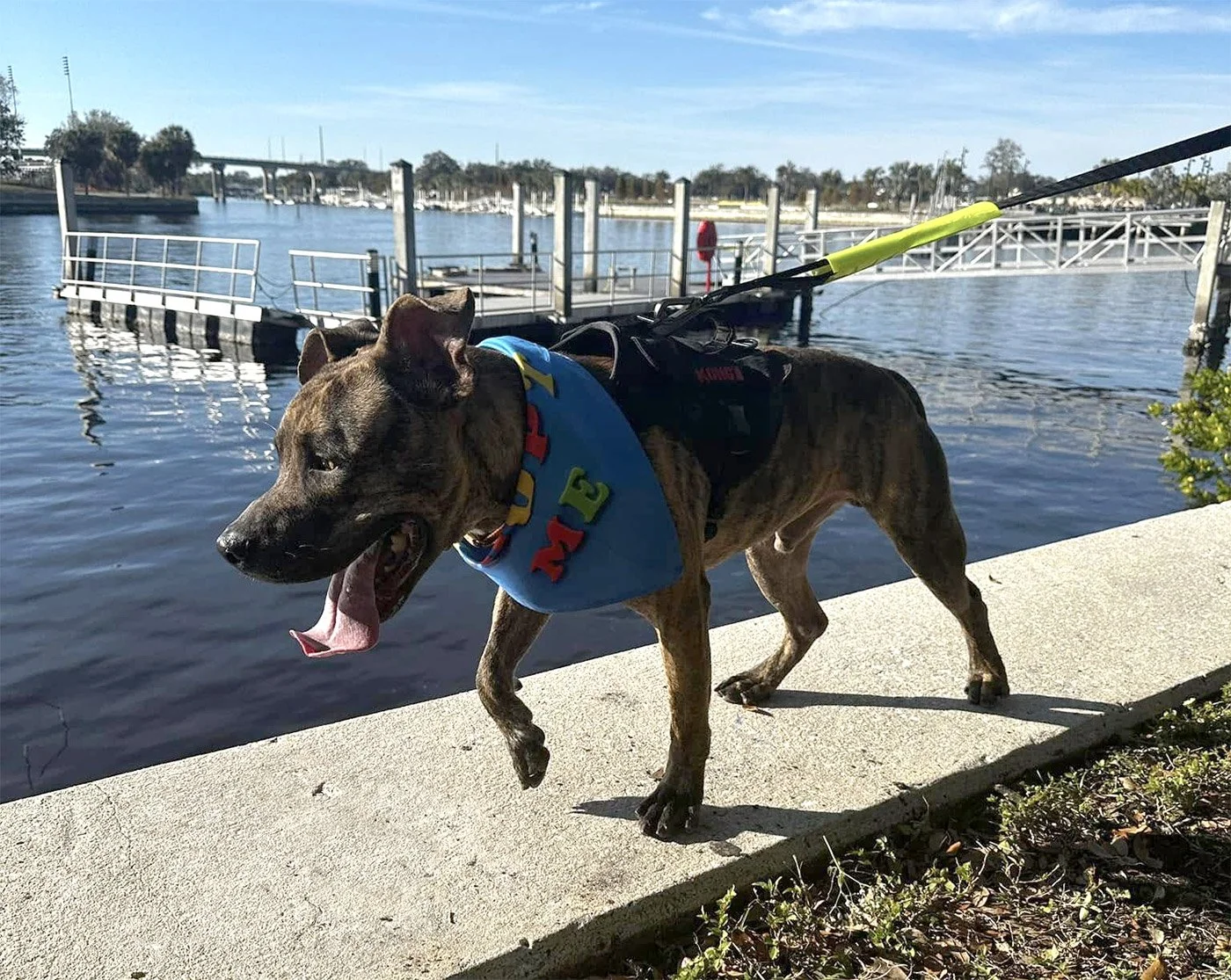 Dog-on-leash-intercoastal.jpg