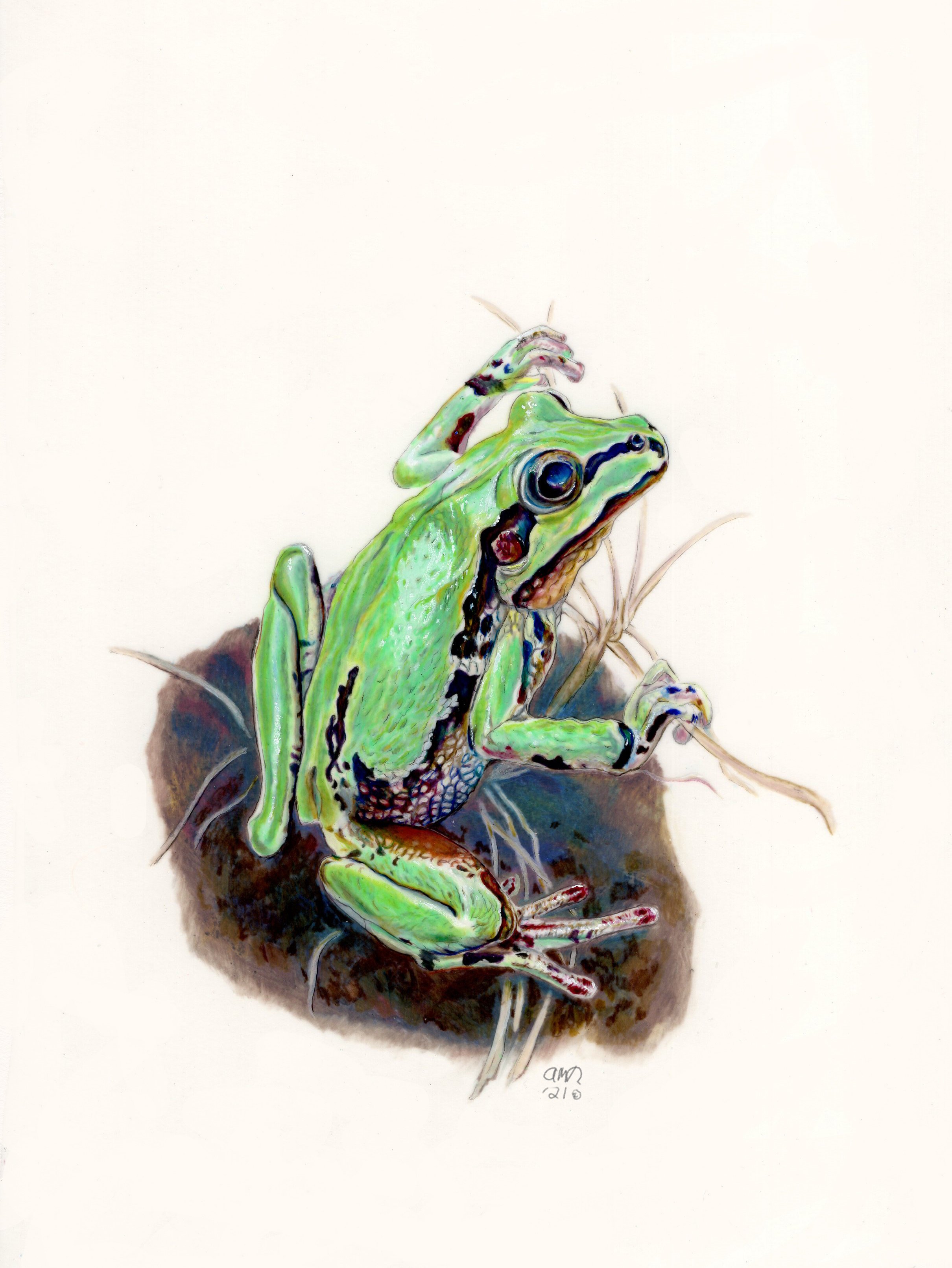 AR_AZtreefrog.jpg