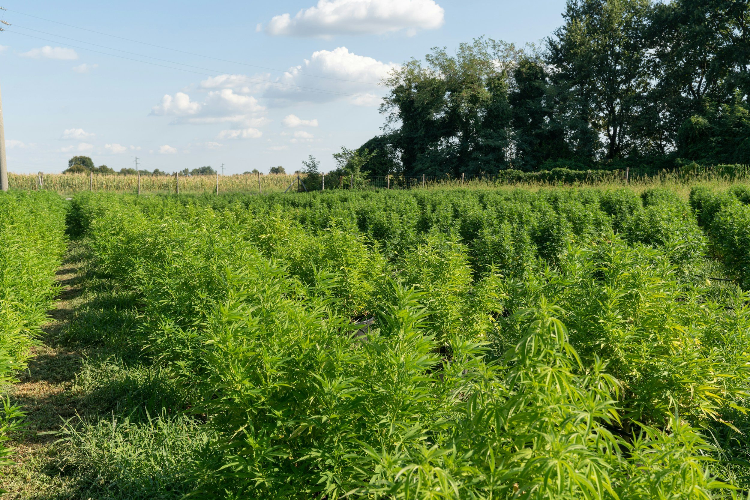 From Farm Bill to Federal Ban: Navigating the 2026 Hemp Product Restrictions