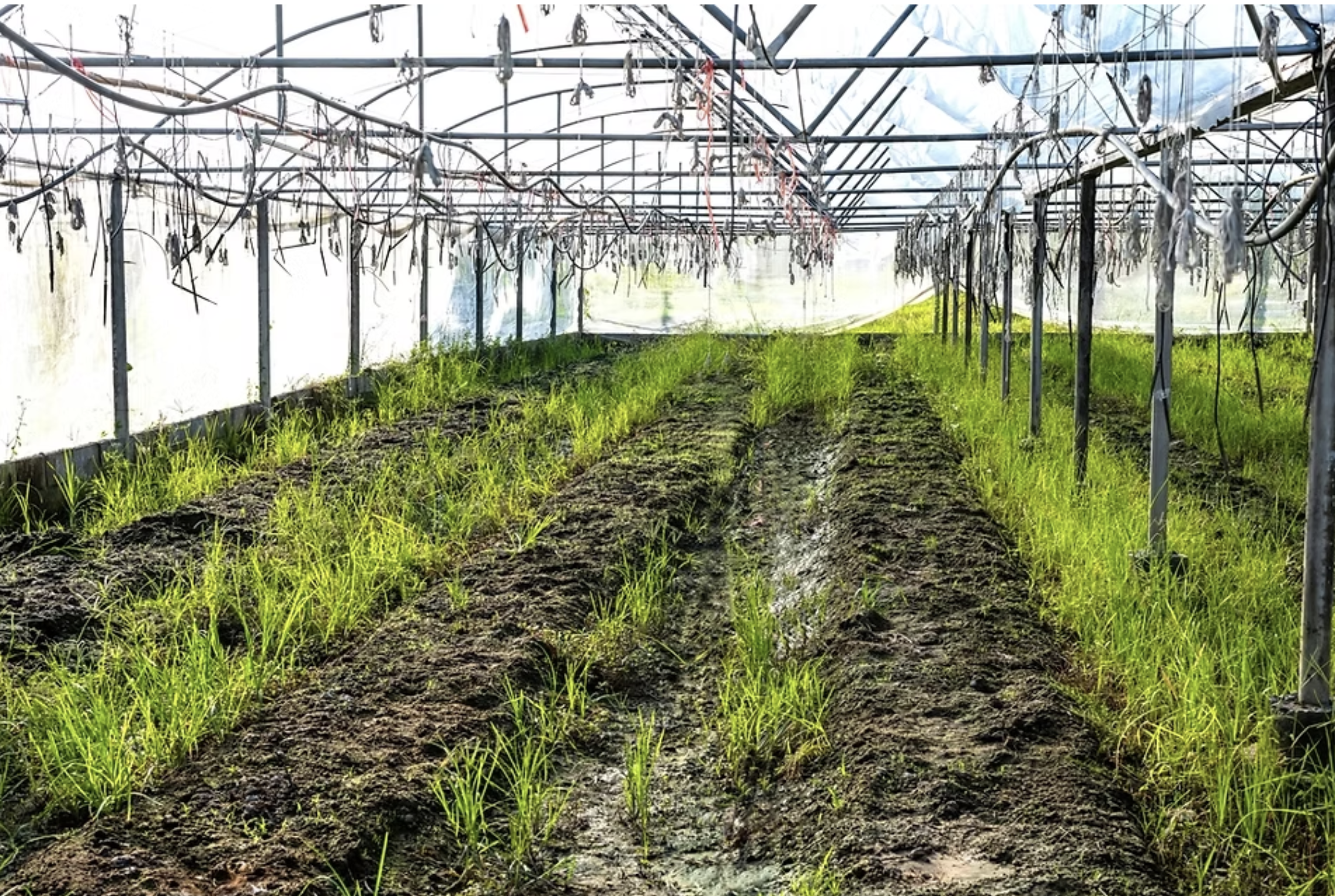 Oklahoma Grow Bonds Explained: Why Abandoned Grow Sites May Not Be Covered