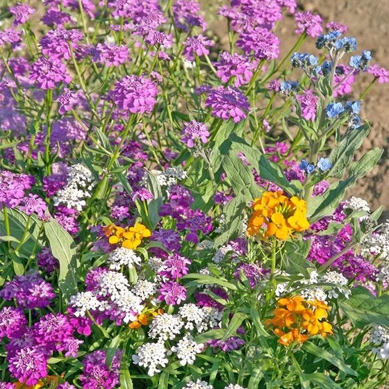 Partial Shade Wildflower Mix — Evergreen Native Plant Sale