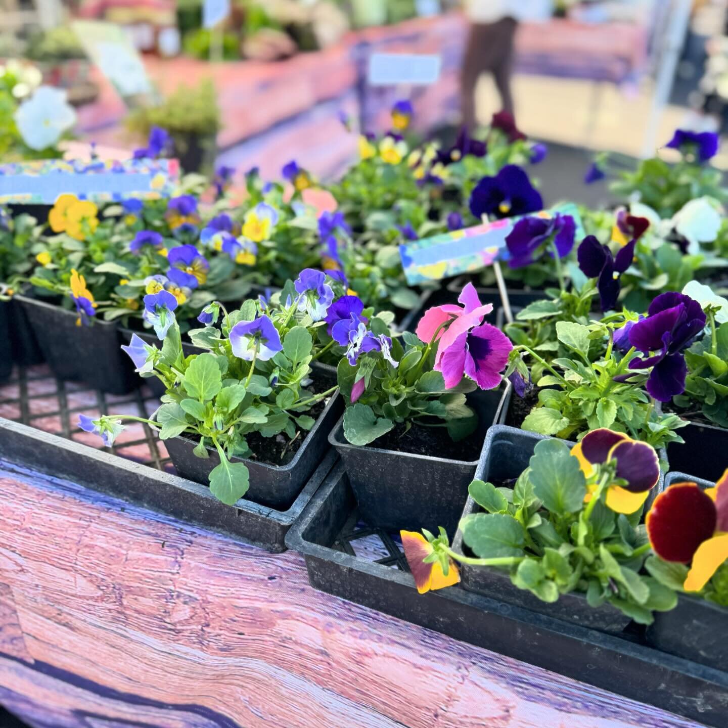 It&rsquo;s time to dust off those gardening gloves and get ready to sow some seeds! Whether you&rsquo;re a seasoned gardener or just starting out, there&rsquo;s something magical about watching your garden come to life.
 
Now&rsquo;s the perfect time