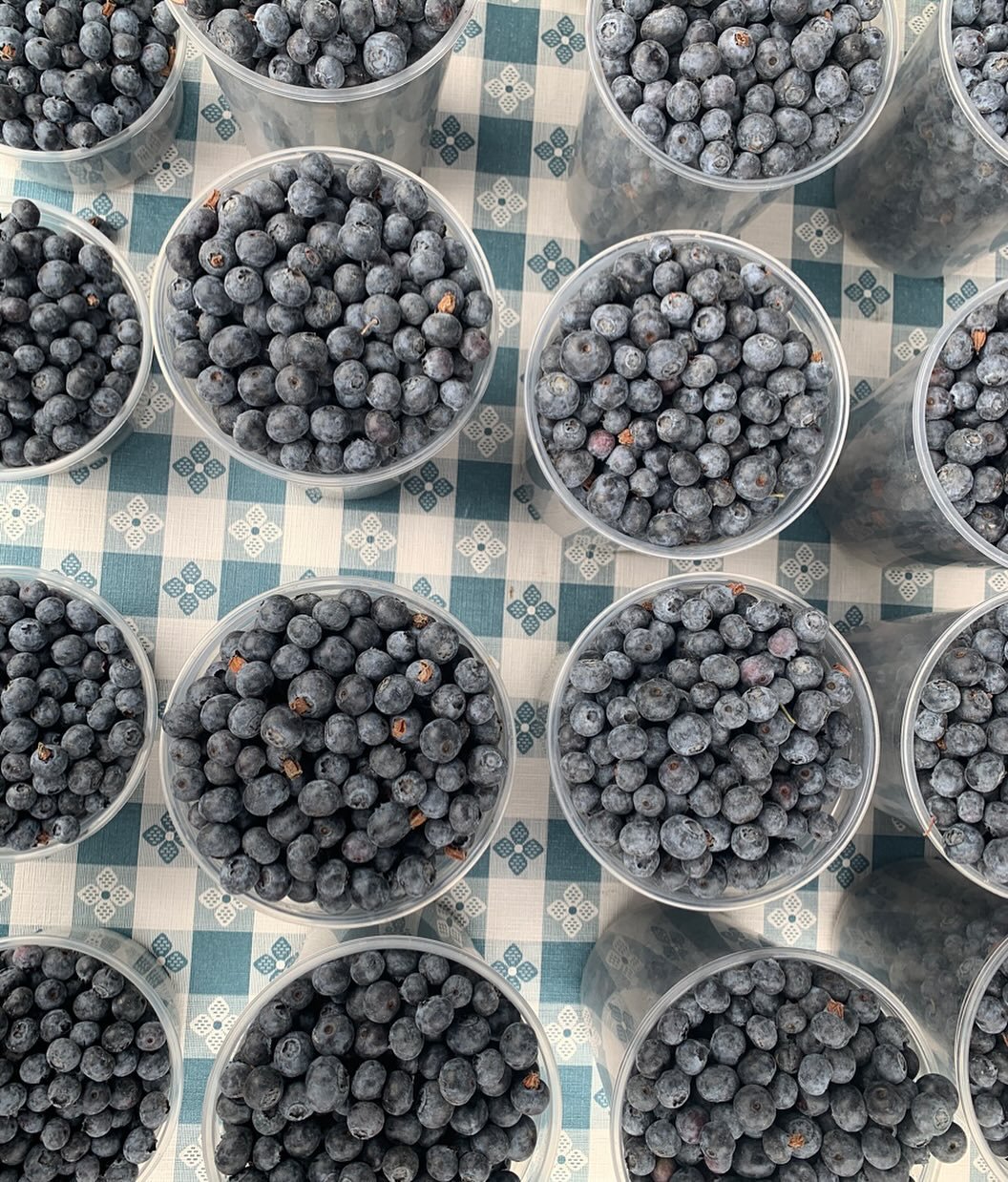 No way to feel blue when the berries are this good! Blueberries are back at the markets and we are so grateful 🫐 Be sure to thank your farmer when you see them on Thursday, Saturday or Sunday.
