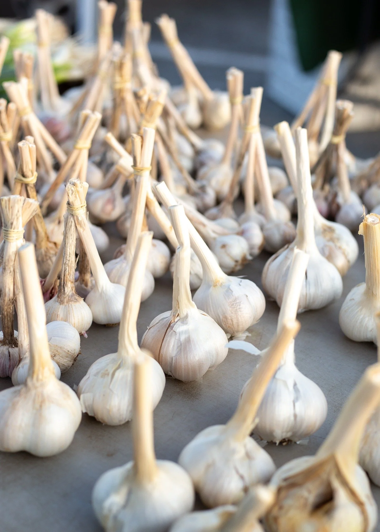 Everyone loves a tomato, a peach, fresh greens and citrus. But your kitchen wouldn't be the same without the humble garlic and onion. Just sharing a little love for foundational flavors and the heavy lifting done by the often overlooked. 💚