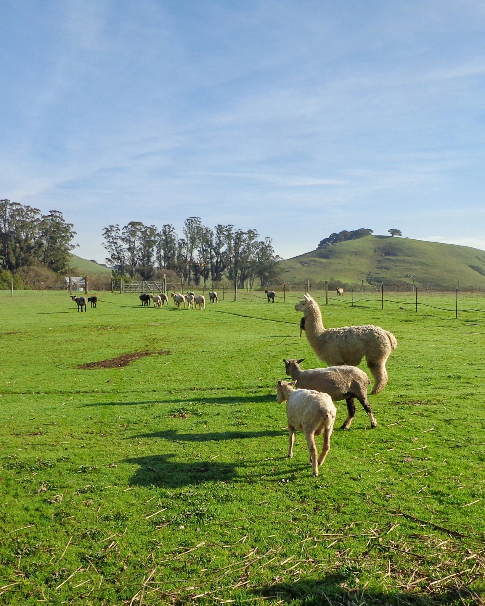 Spring is here and it's the perfect time to book a farm tour. Visit the sheep, llamas, chickens, goats, and more at @windrushfarmpetaluma and learn about wool and fiber farming. 

Our Diggin' on the Farm tours are open to everyone, from student field