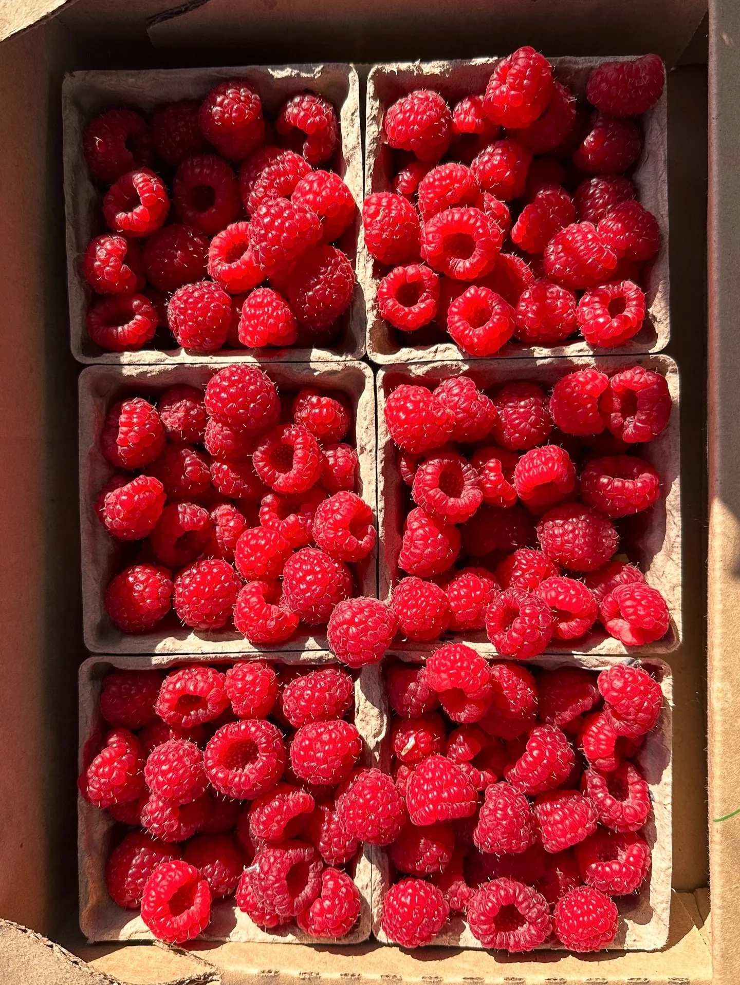 Sun Ripened Raspberry or Cucumber+Melon?