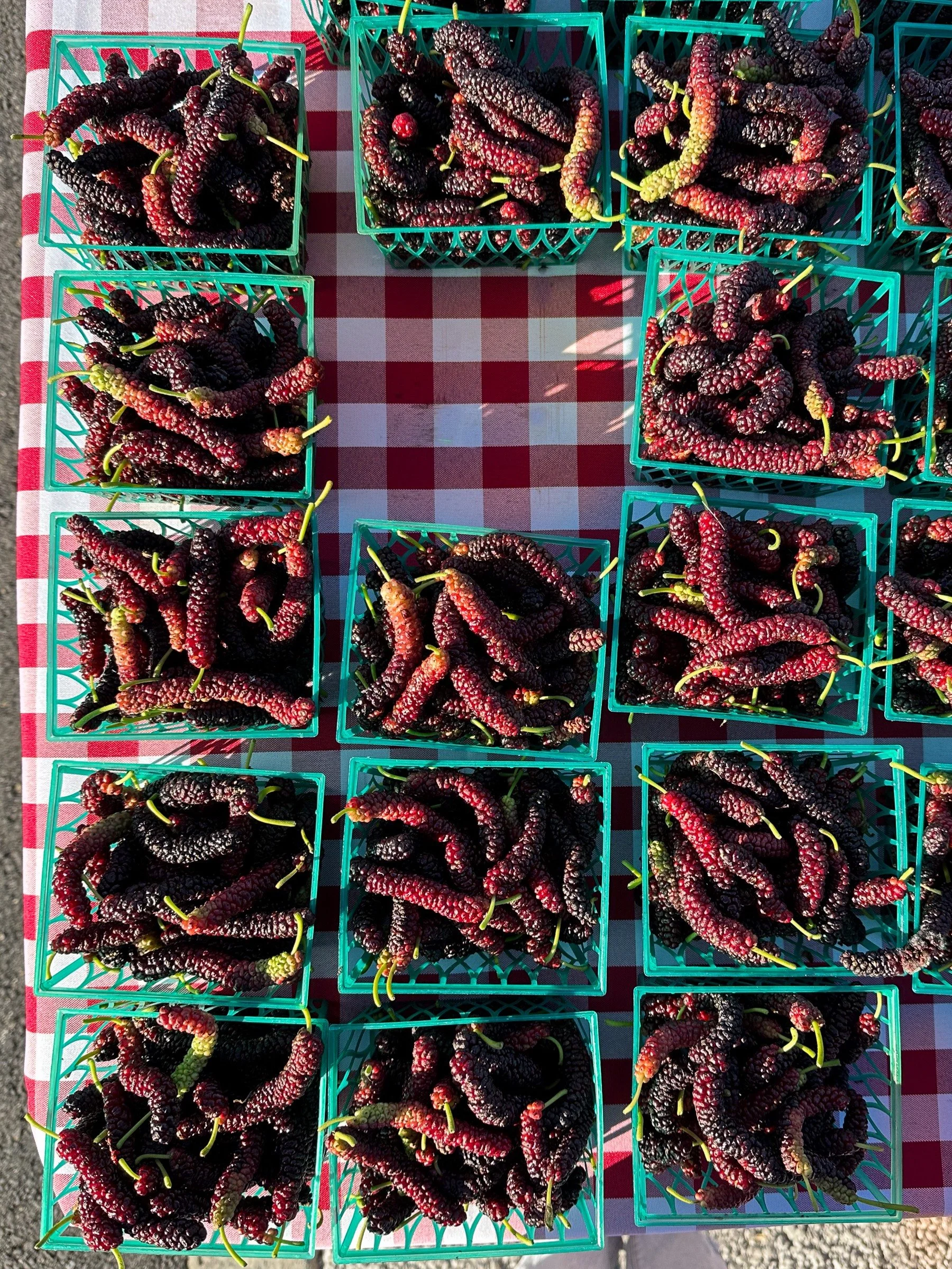 May mulberry madness!